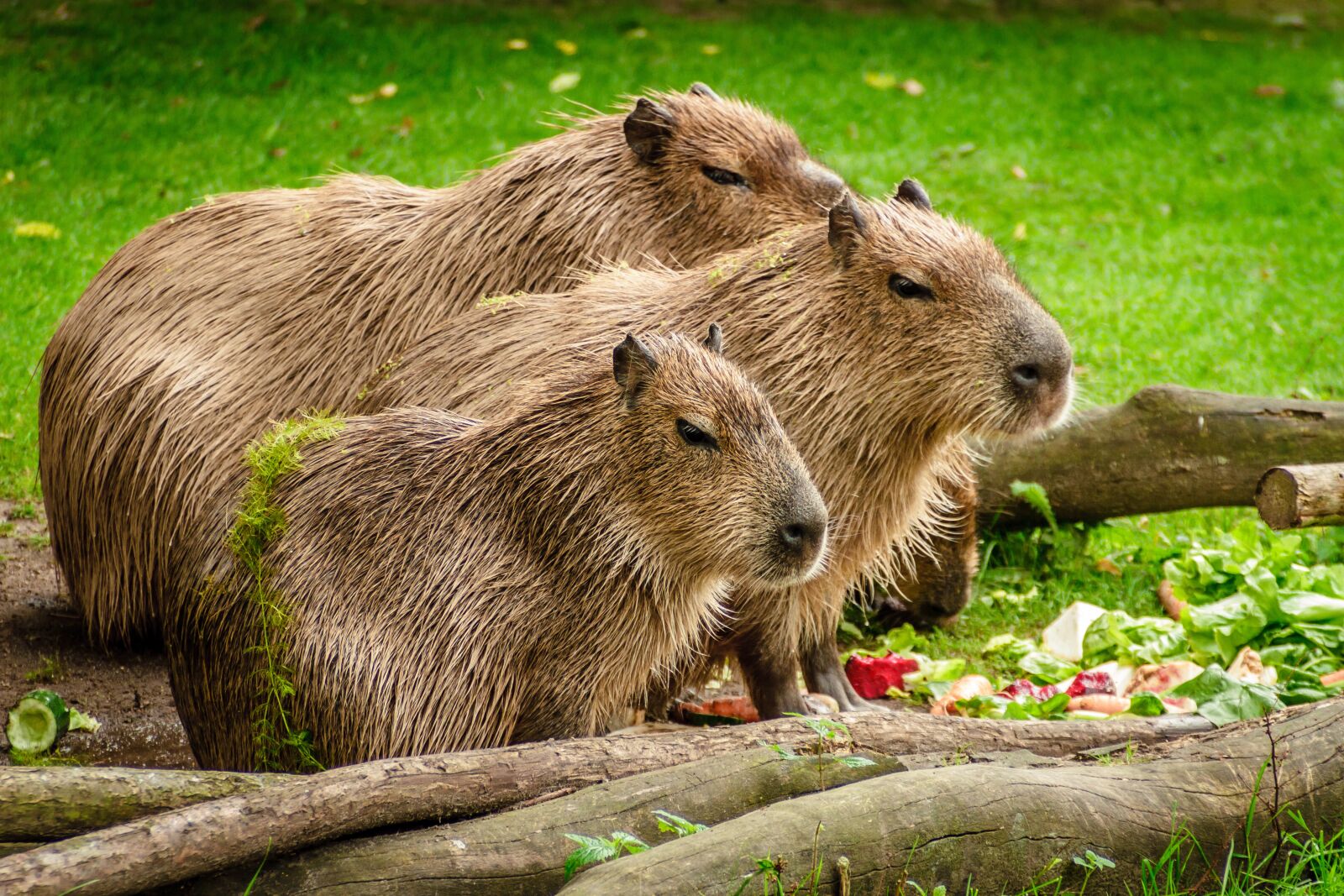 Canon EOS 7D sample photo. Capybara, group, eat photography