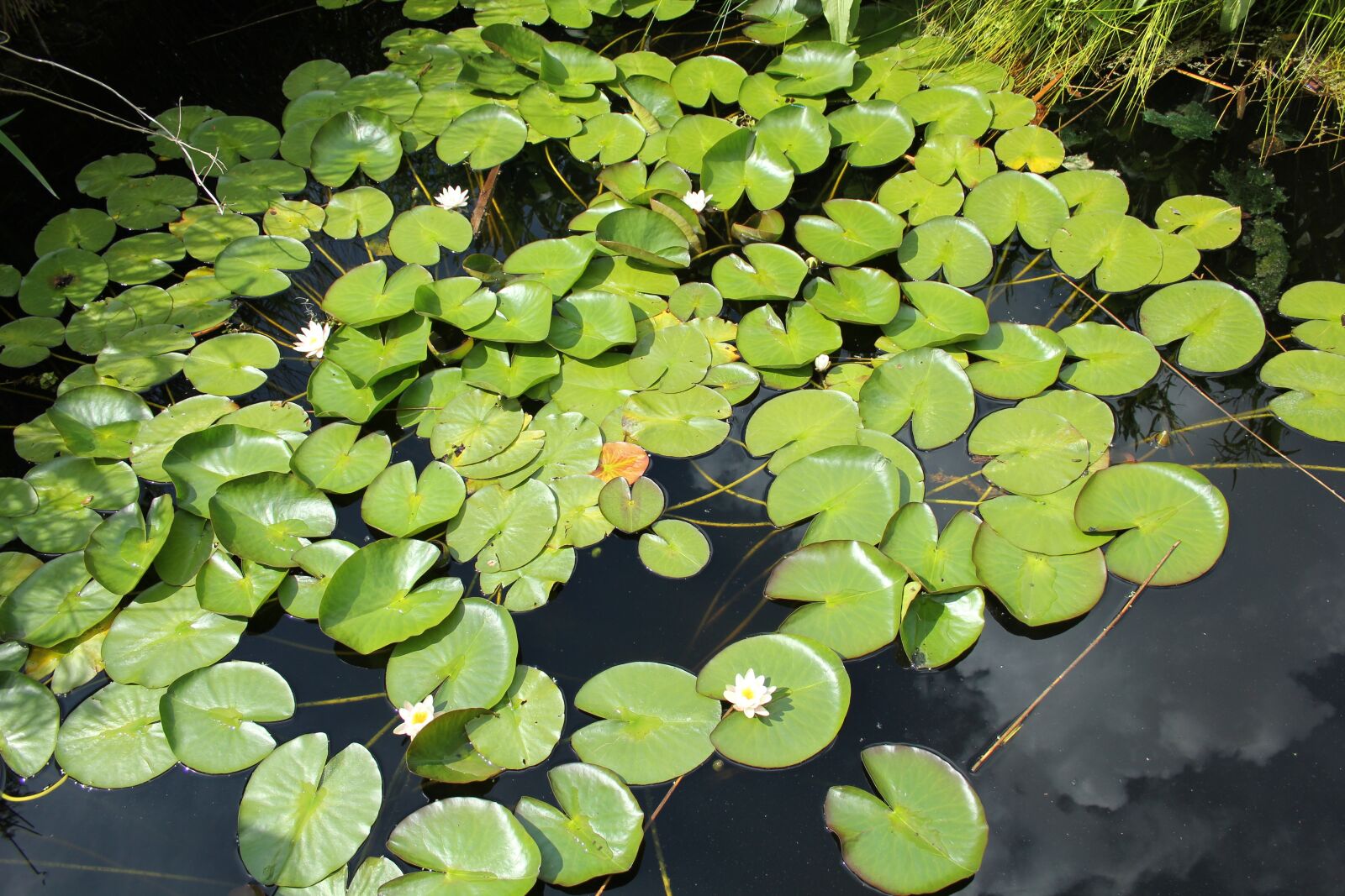Canon EOS 550D (EOS Rebel T2i / EOS Kiss X4) sample photo. Nature, outdoor, pond photography