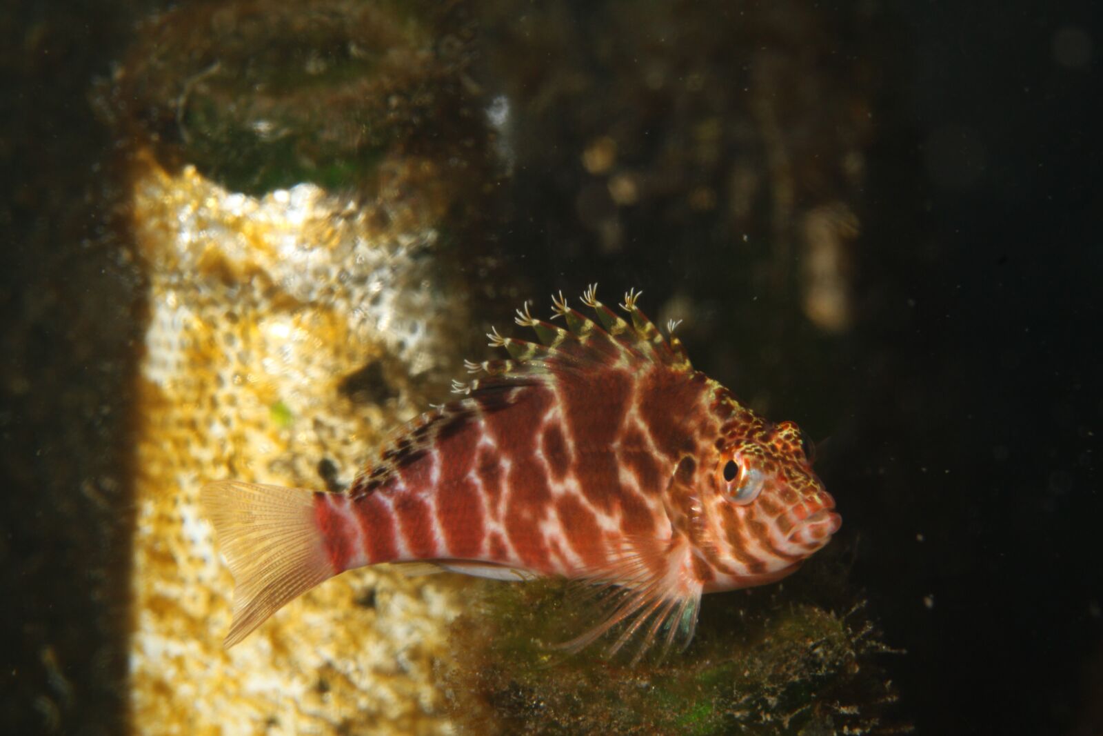 Canon EOS 500D (EOS Rebel T1i / EOS Kiss X3) sample photo. Underwater, fish, diving photography