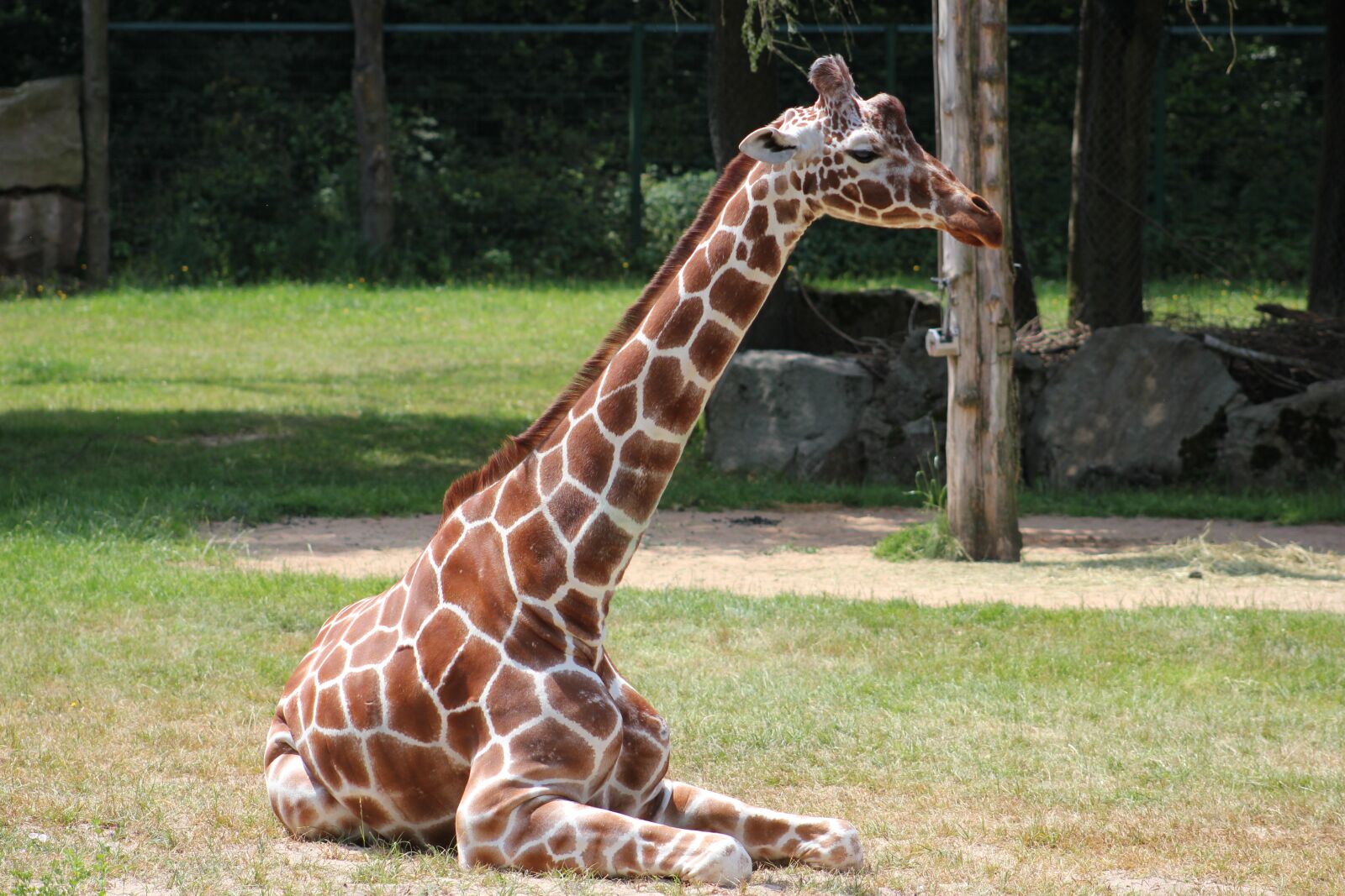Canon EOS 550D (EOS Rebel T2i / EOS Kiss X4) sample photo. Giraffe, mammals, animal photography