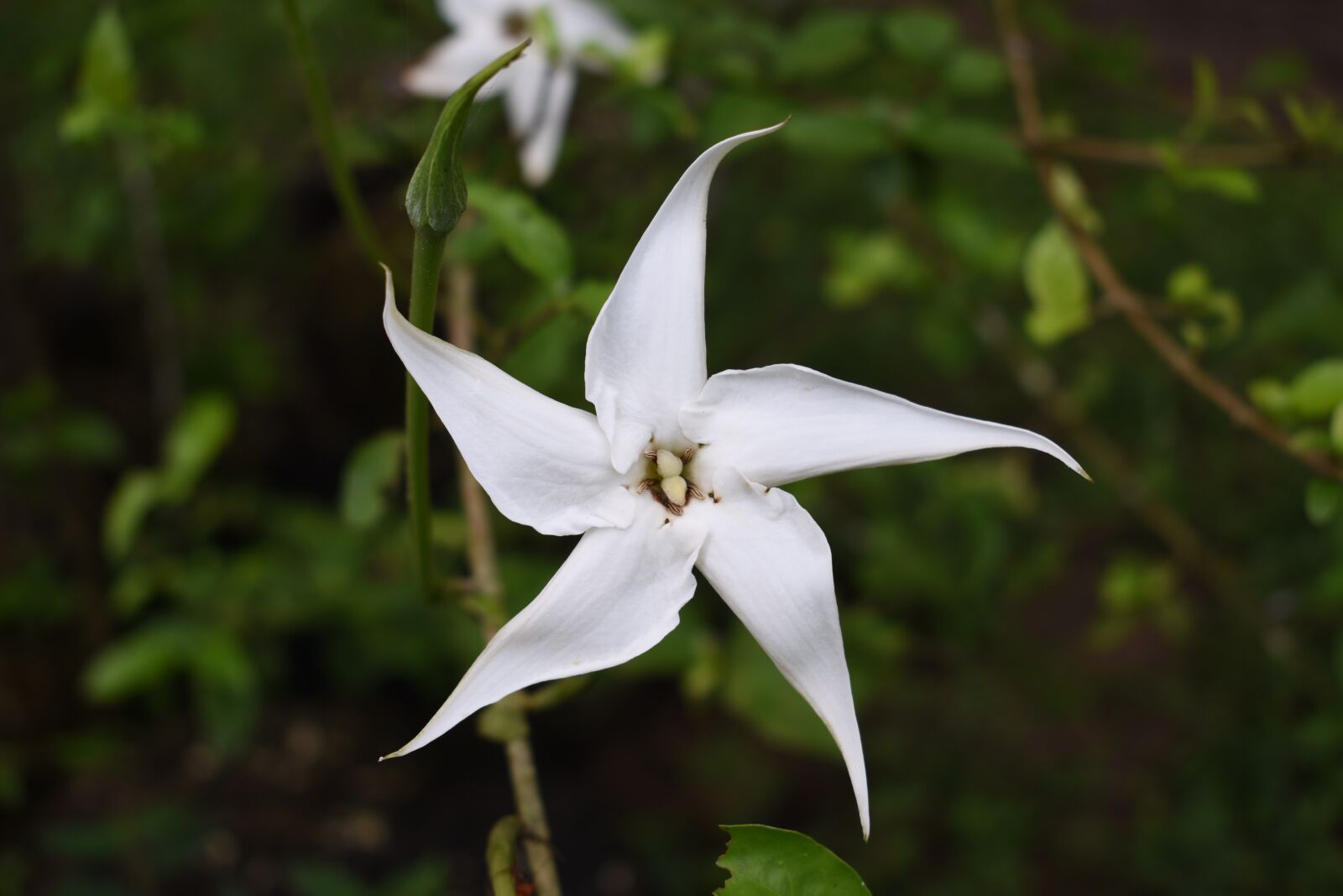 Nikon D3400 sample photo. Star, flower, nature photography