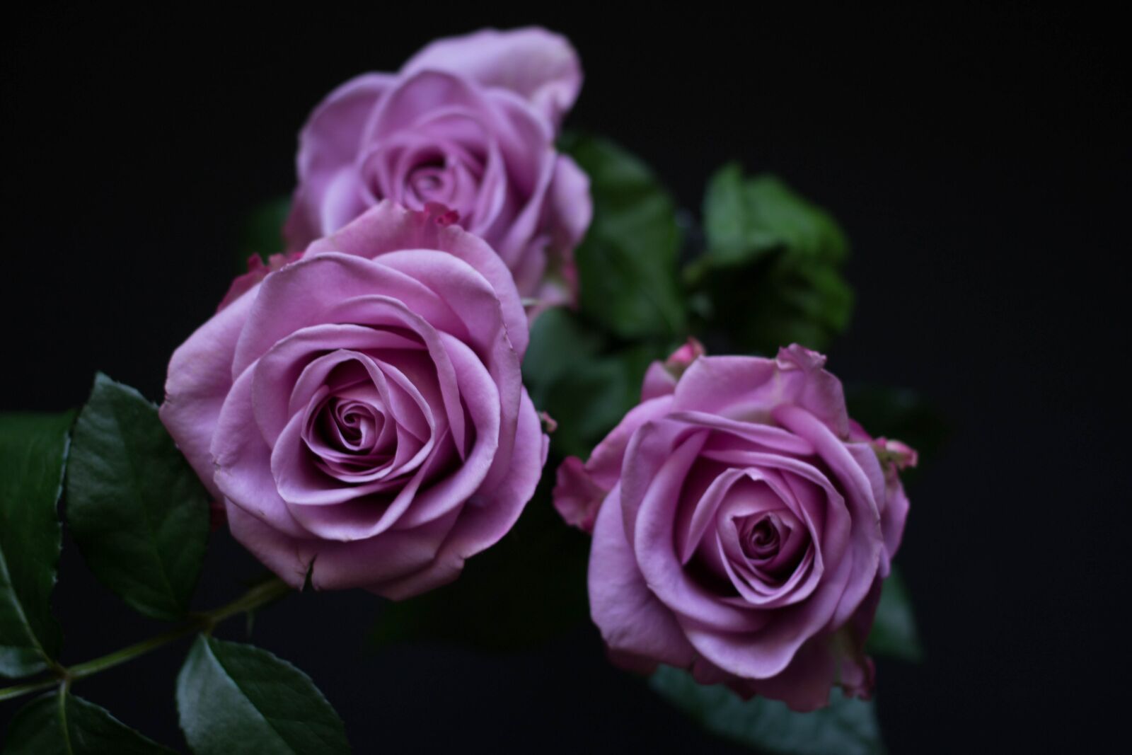 Canon EF 40mm F2.8 STM sample photo. Flowers, rose, purple photography