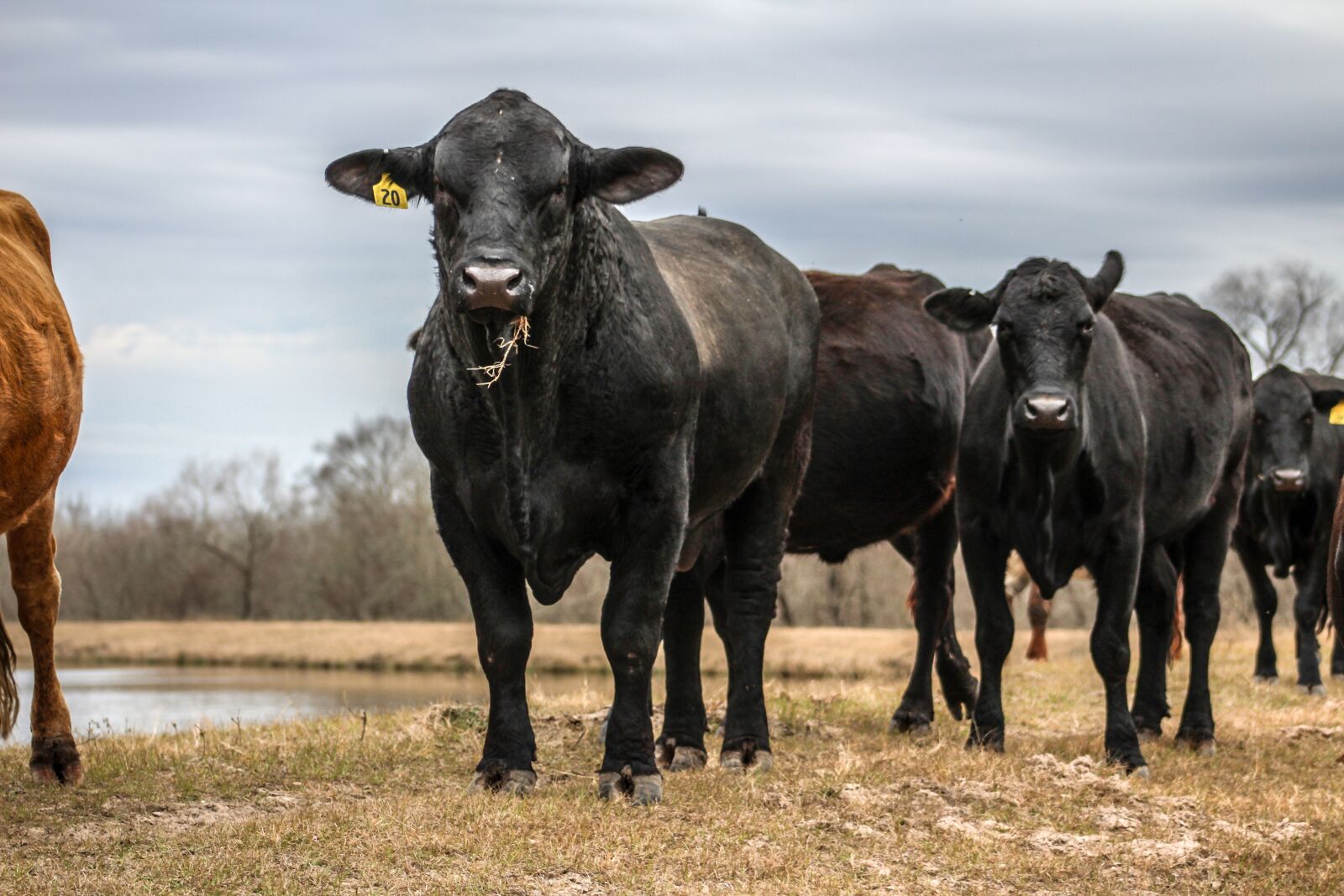 Canon EOS 1300D (EOS Rebel T6 / EOS Kiss X80) sample photo. Cow, bull, cattle photography