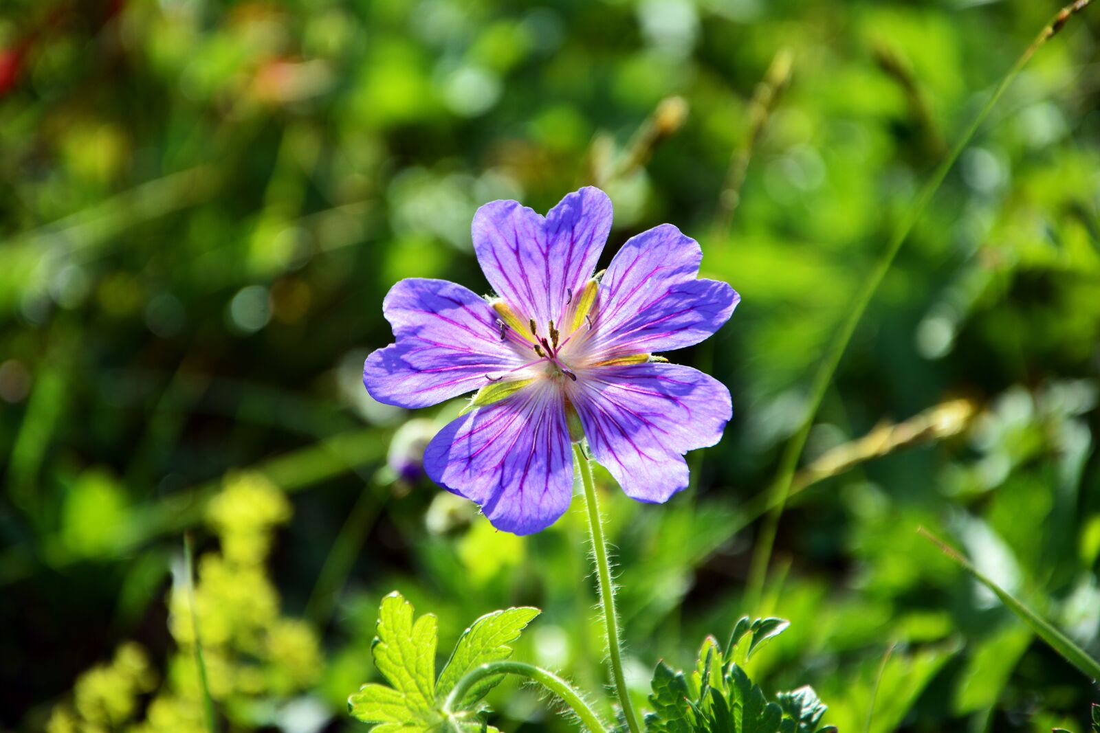 Nikon D7100 sample photo. Purple flowers, decorative, flower photography