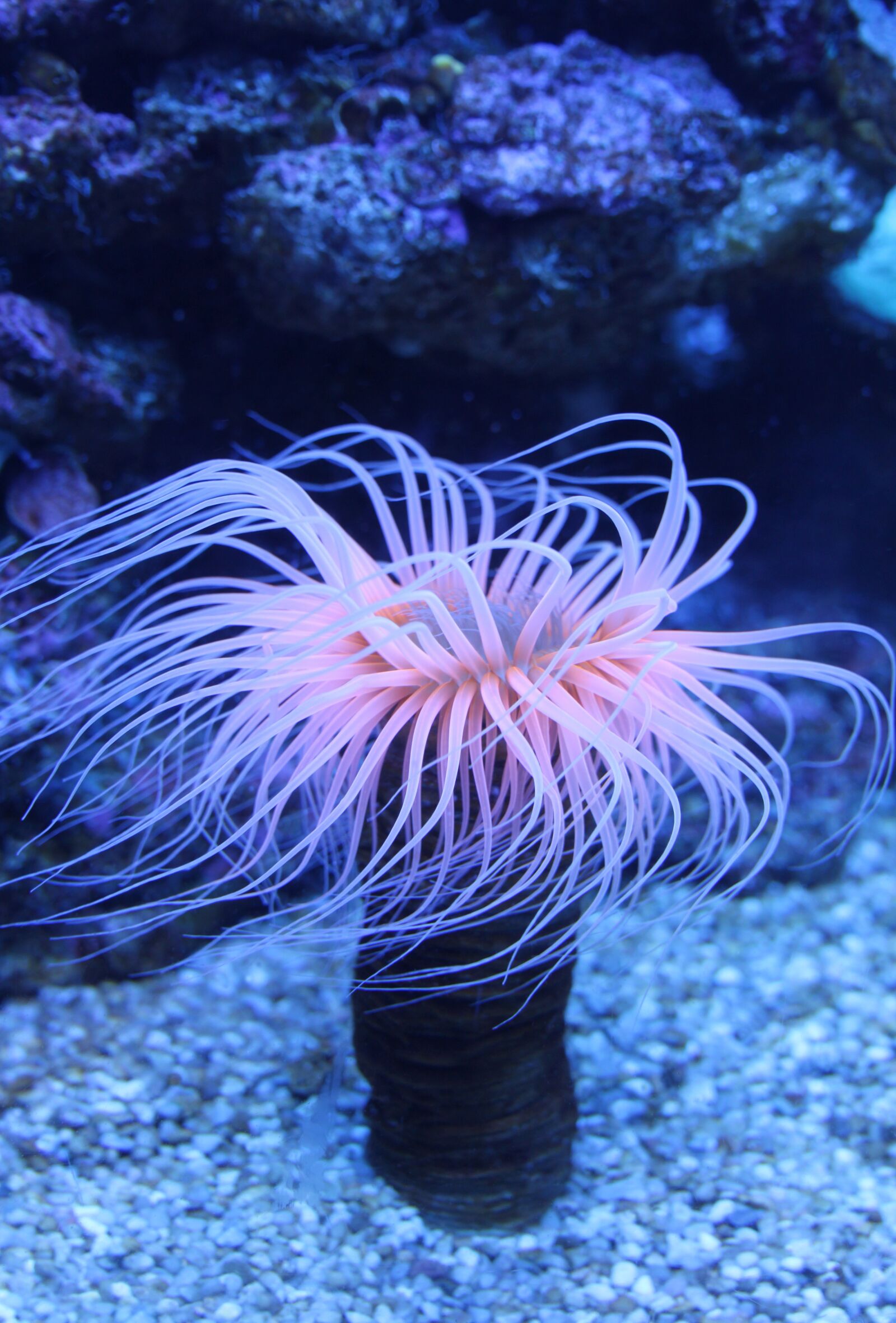 Canon EOS 500D (EOS Rebel T1i / EOS Kiss X3) sample photo. Sea anemones, water lilies photography