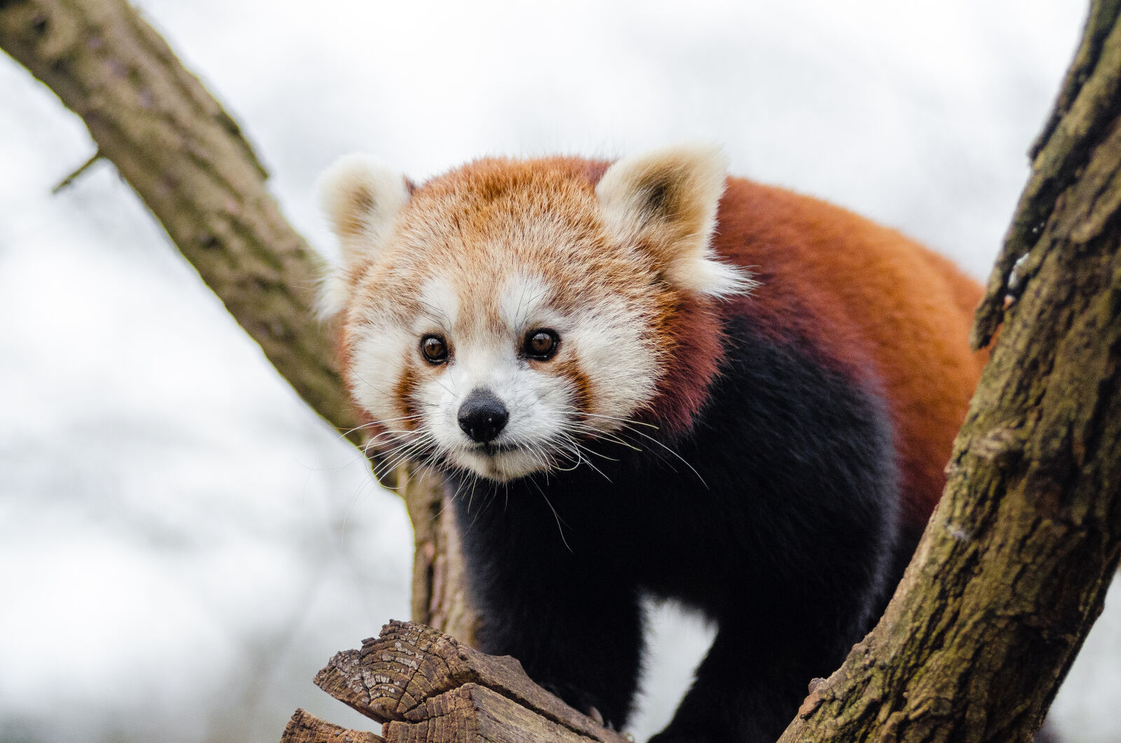 AF Zoom-Nikkor 80-200mm f/2.8 ED sample photo
