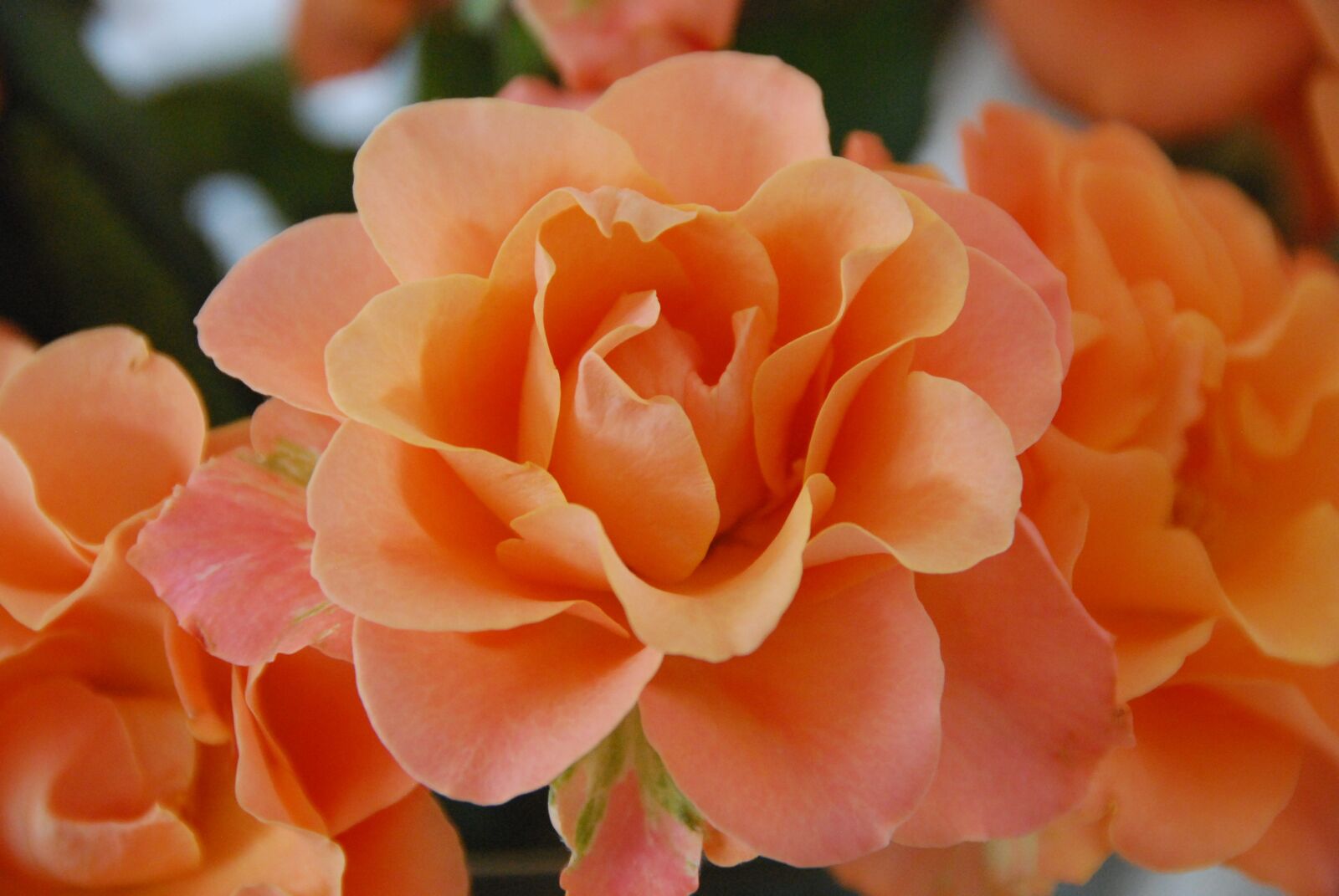 Nikon D80 sample photo. Rose, orange, flowers photography