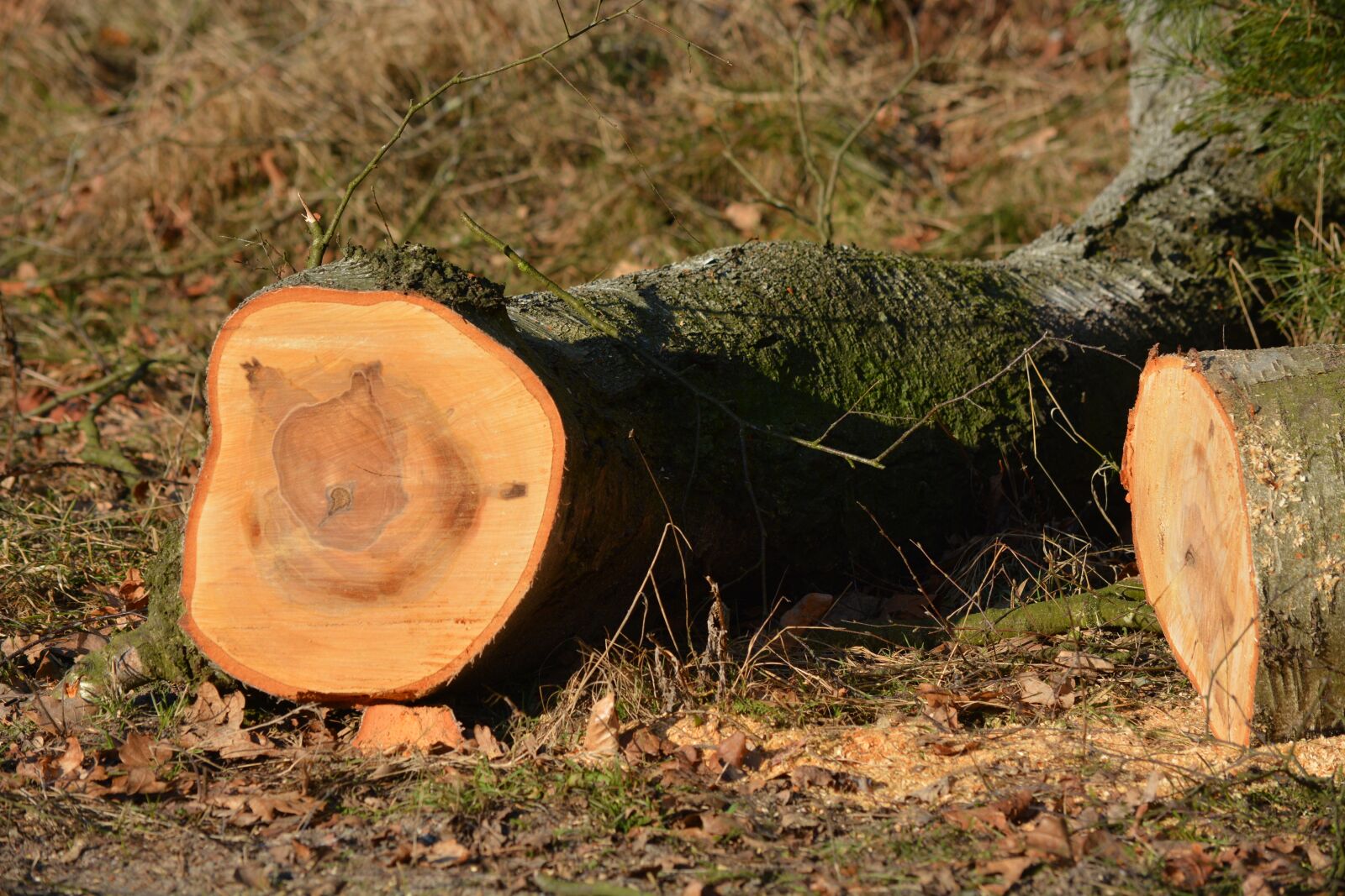 Nikon D7100 sample photo. Nature, wood, section photography