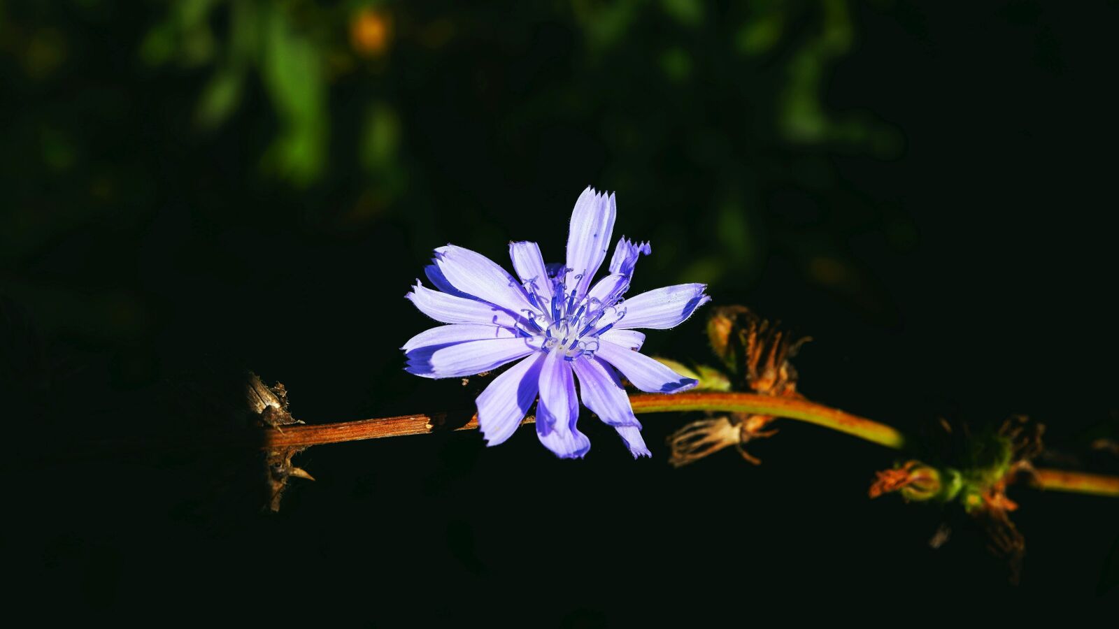 Fujifilm X-A5 sample photo. Flower, garden, chicory photography