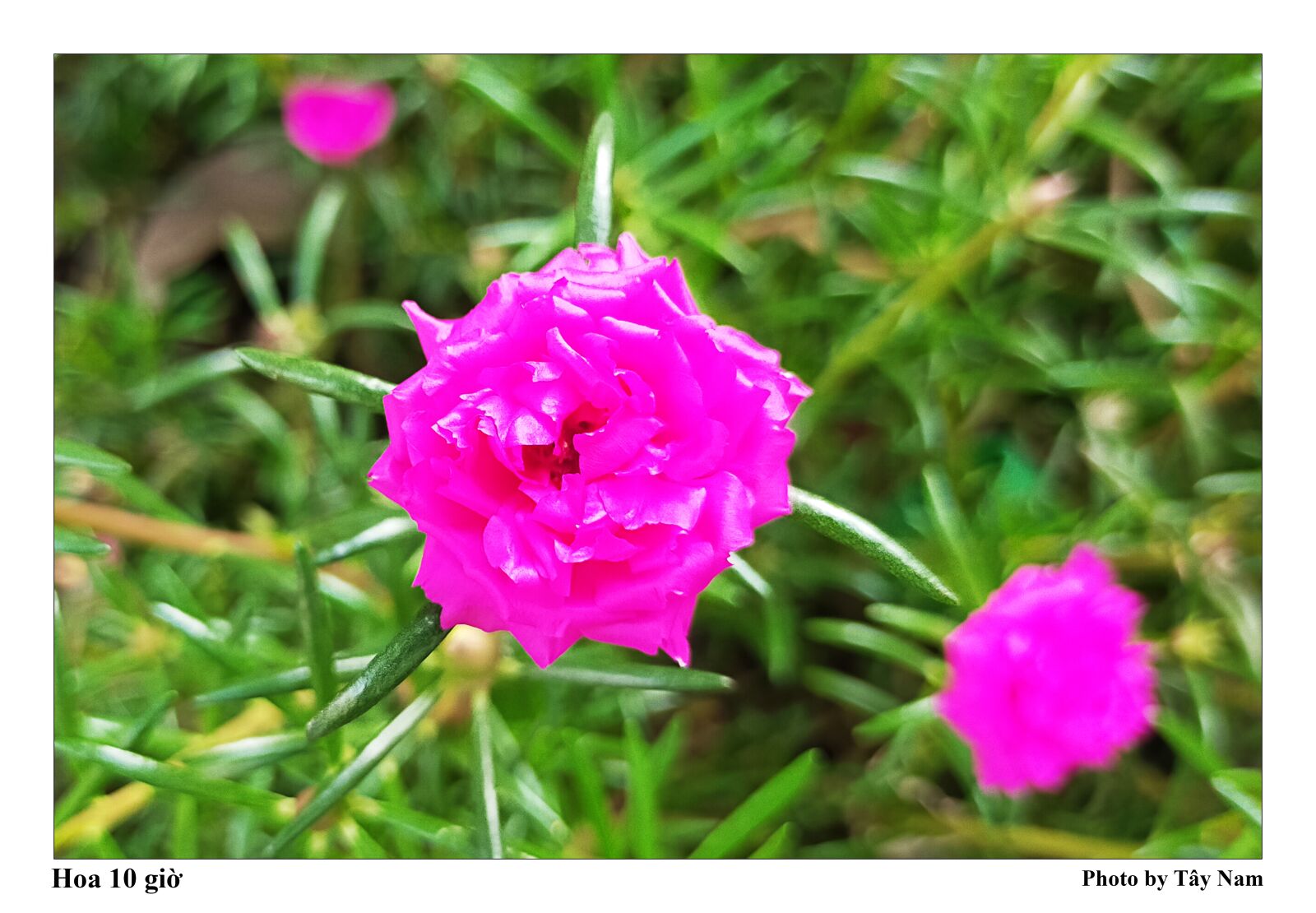 OPPO A9 2020 sample photo. Flower, purple flowers, united photography