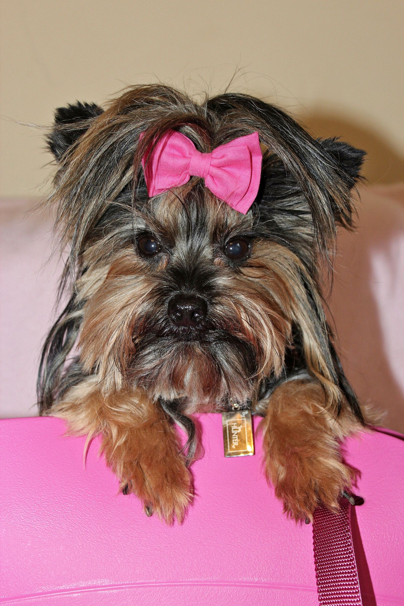 Canon EOS 600D (Rebel EOS T3i / EOS Kiss X5) sample photo. Yorkshire terrier, dog, beauty photography