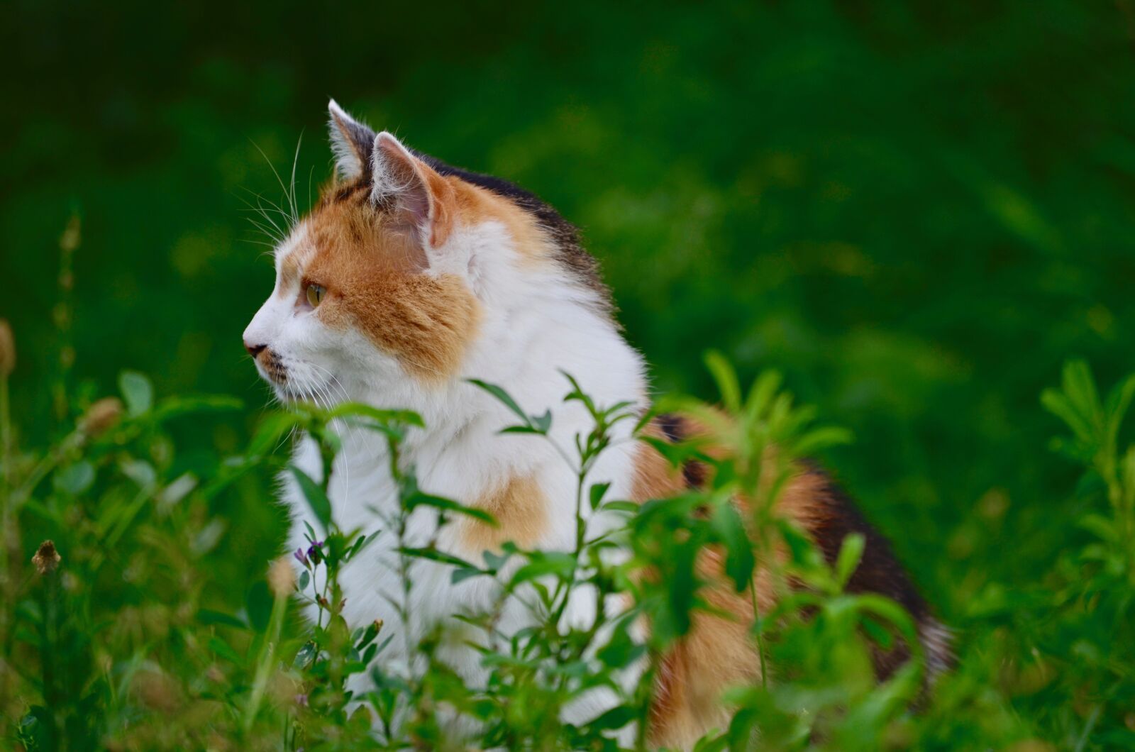 Nikon D5100 sample photo. Cat, lucky cat, domestic photography