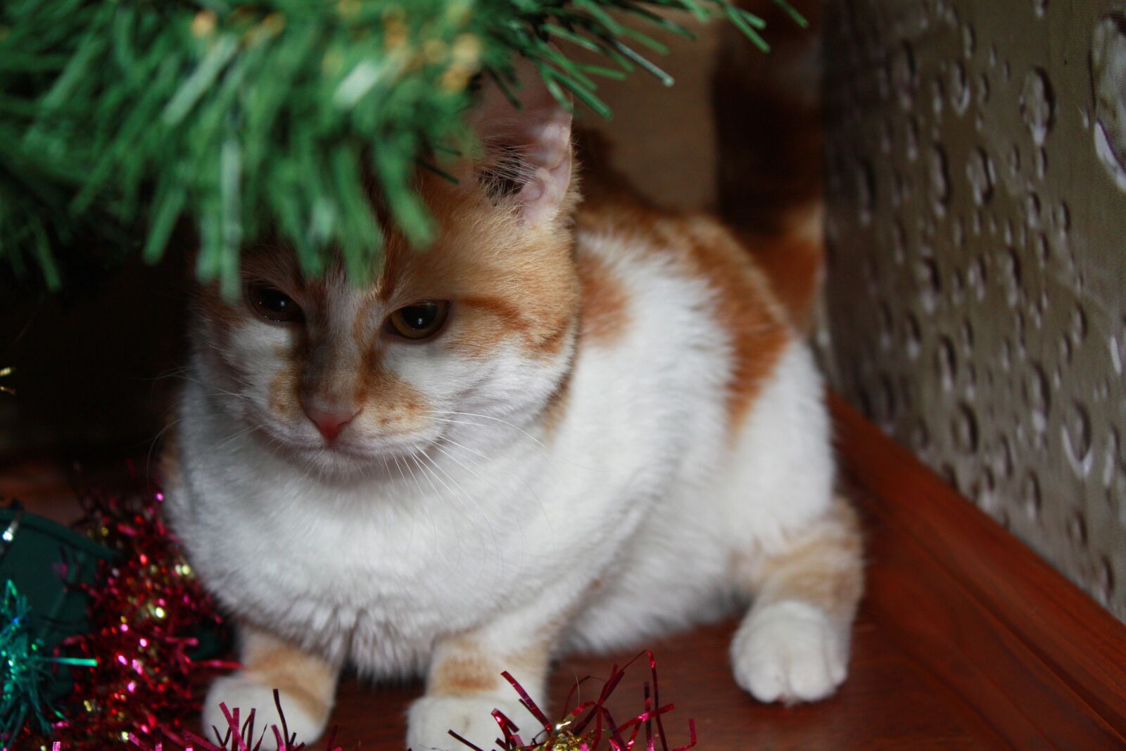 Canon EOS 450D (EOS Rebel XSi / EOS Kiss X2) sample photo. Cat, white, redhead photography