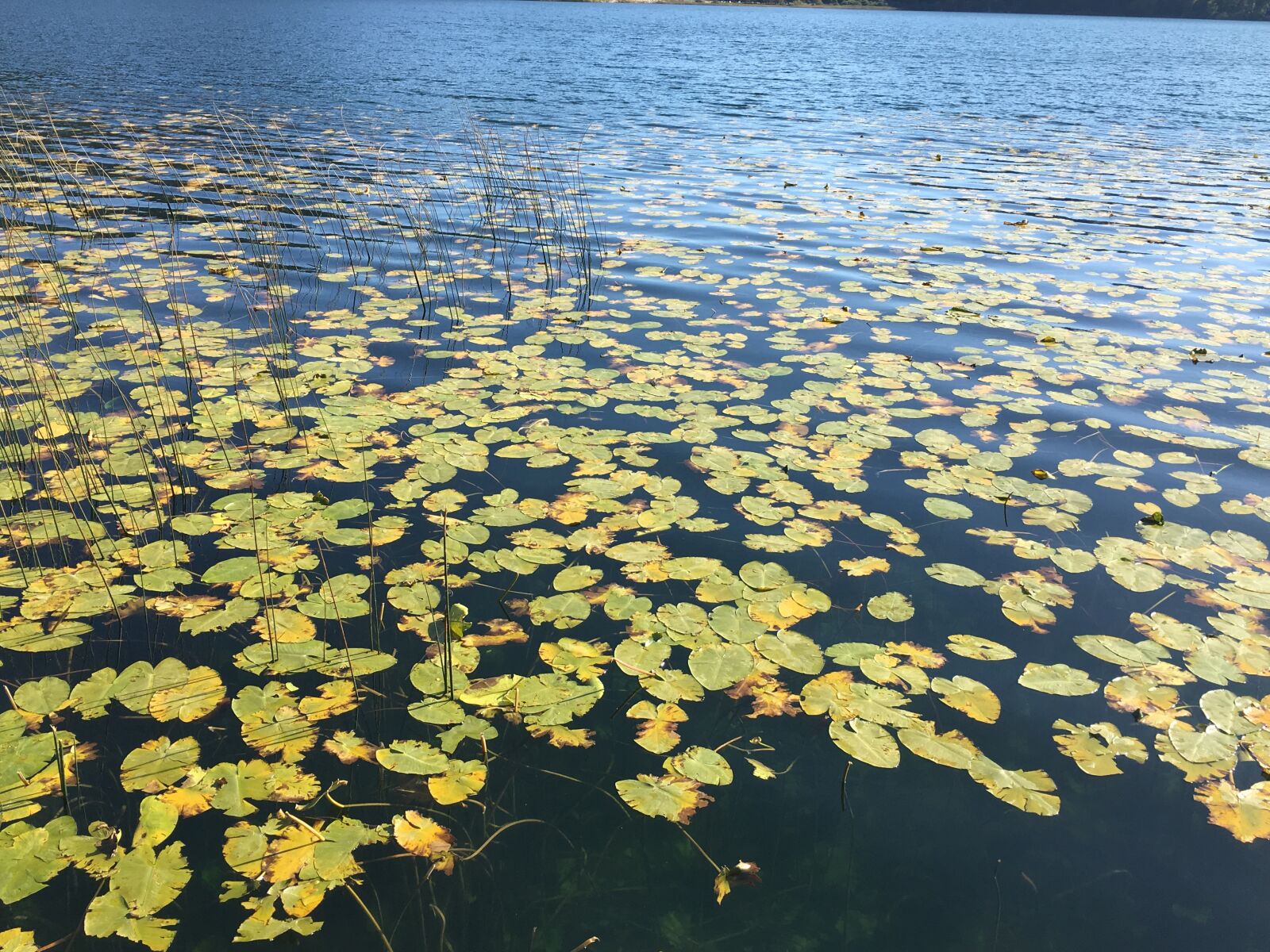 Apple iPhone 6s sample photo. Leaves, bolu, lake abant photography