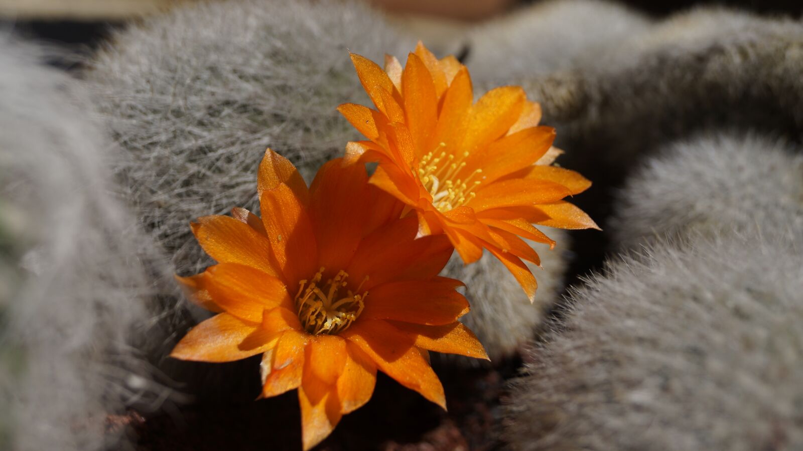 Sony SLT-A37 sample photo. Cactus, flower, flowering cactus photography