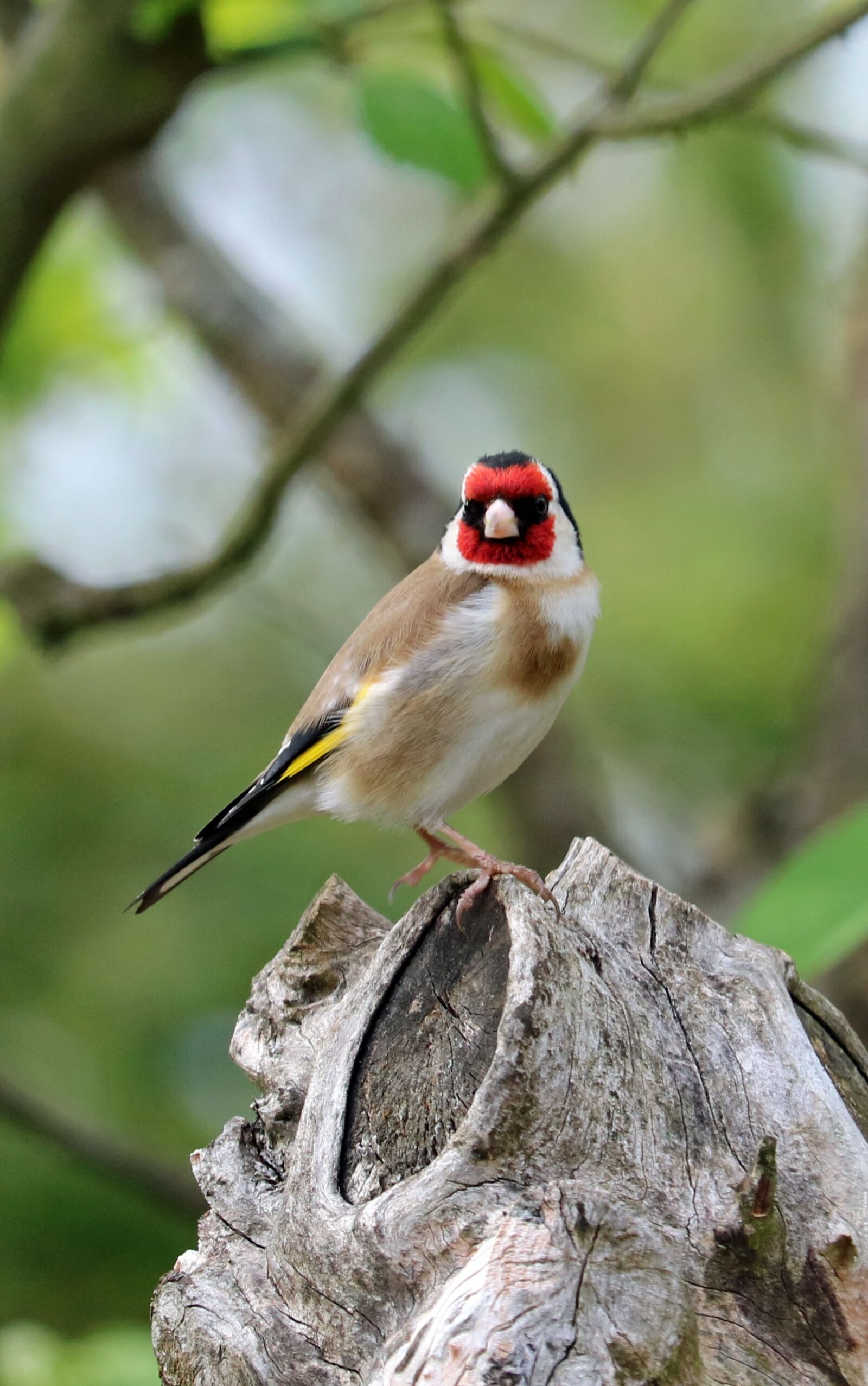 Canon EOS 750D (EOS Rebel T6i / EOS Kiss X8i) sample photo. Goldfinch, song bird, bird photography