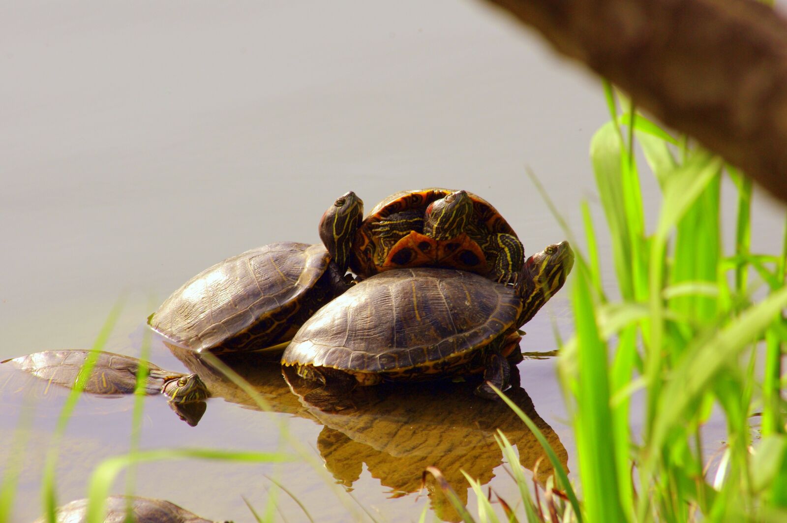 Pentax K-x sample photo. Turtle, pond, clean photography