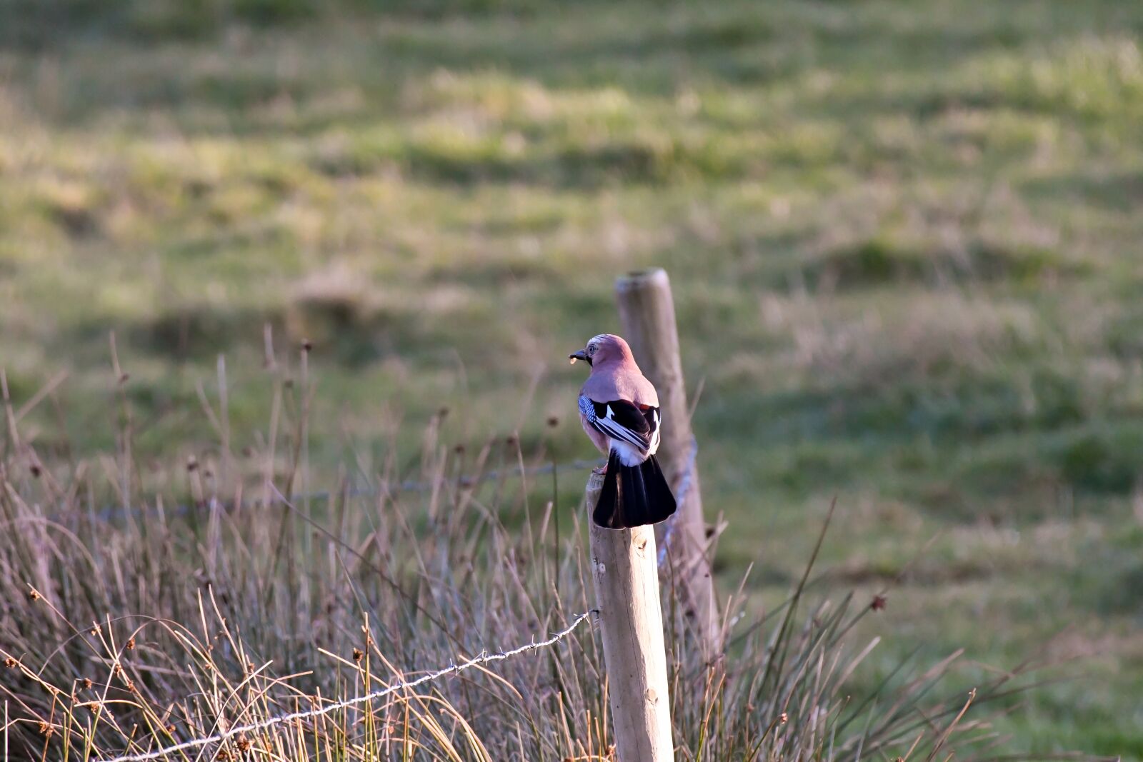 Nikon D500 sample photo. Eurasian jay, bird, nature photography