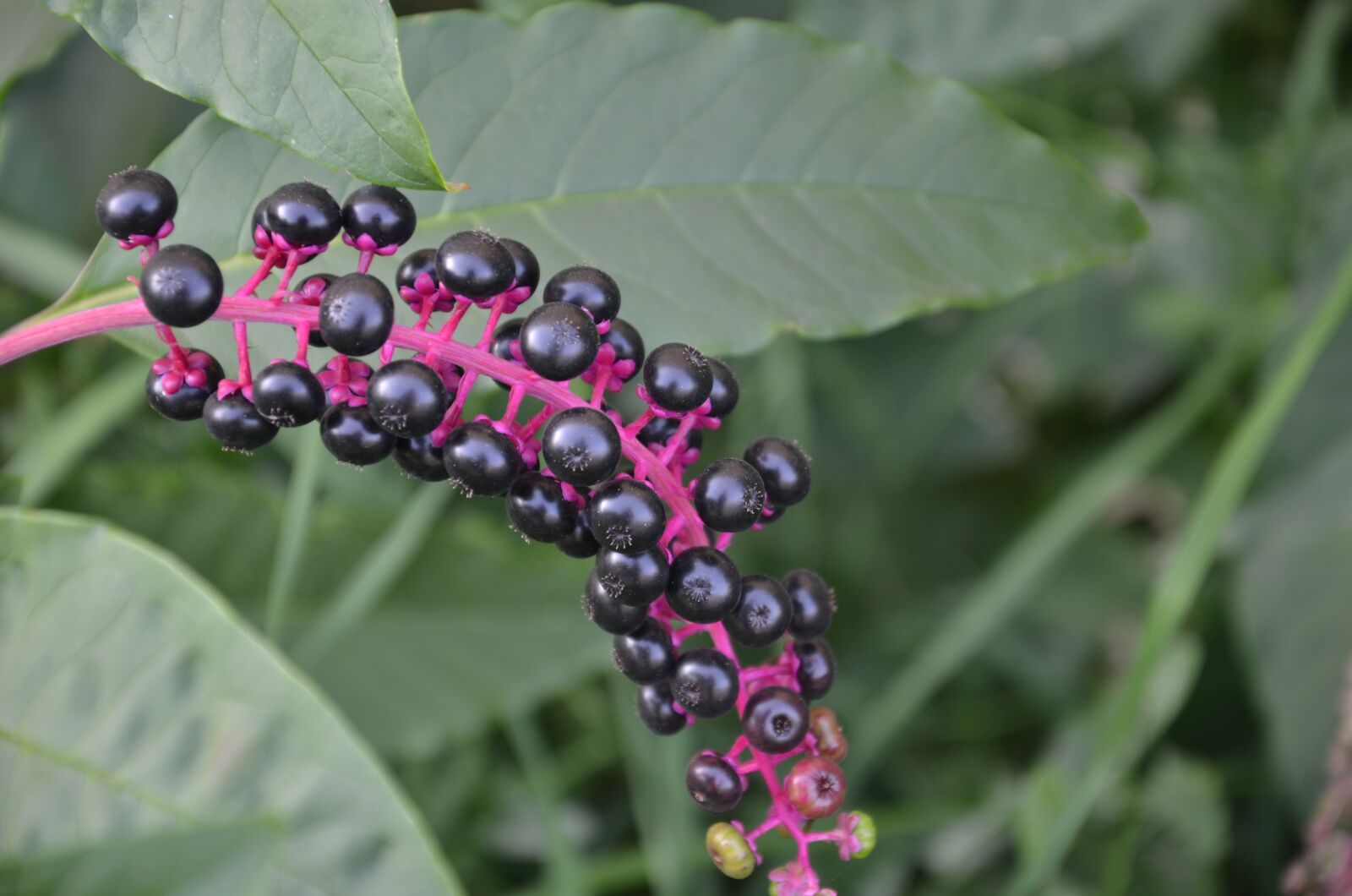 Nikon D7000 sample photo. Fruits, of phytolacca, american photography