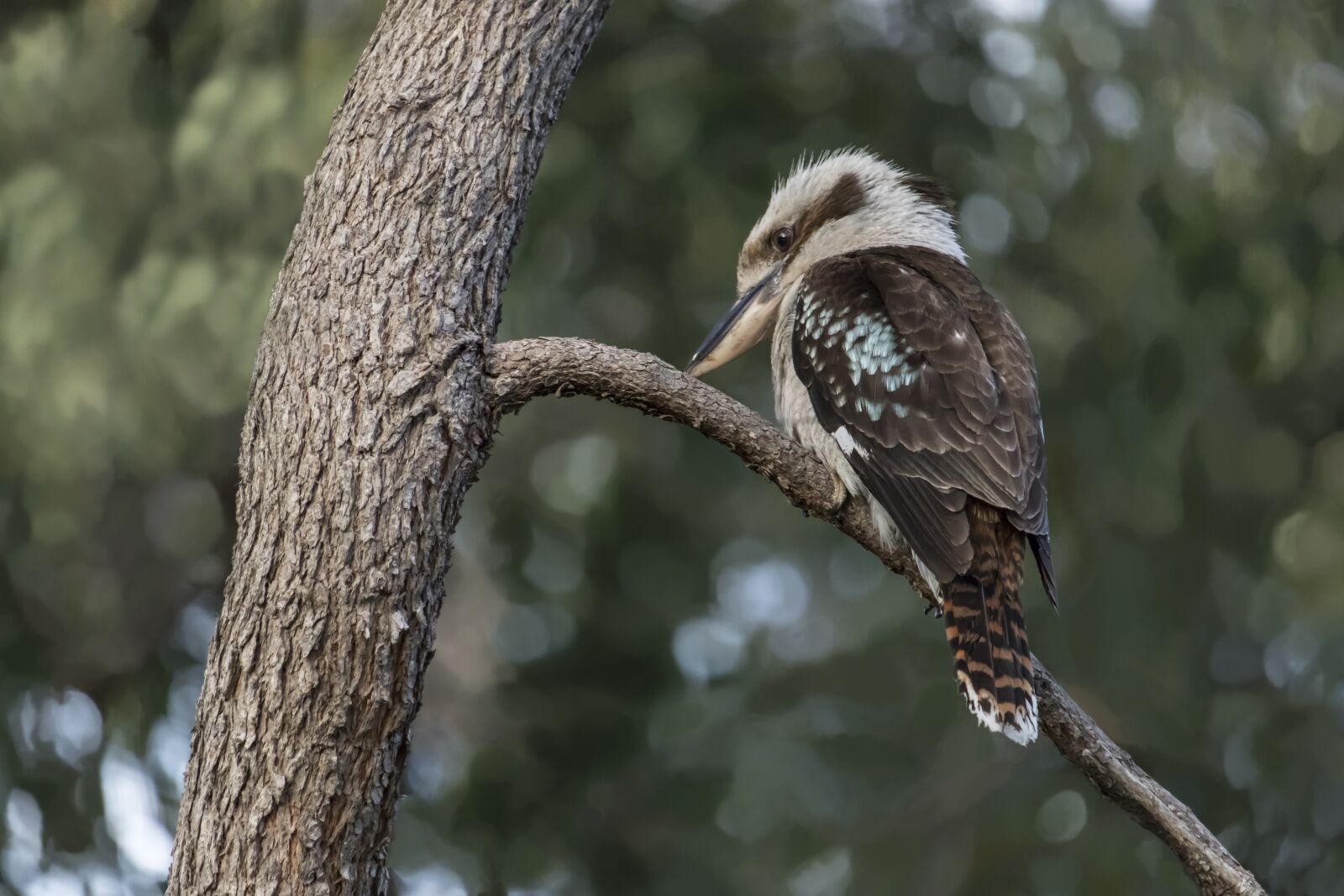 Canon EF-S 55-250mm F4-5.6 IS STM sample photo. Kookaburra, australian, kingfisher photography