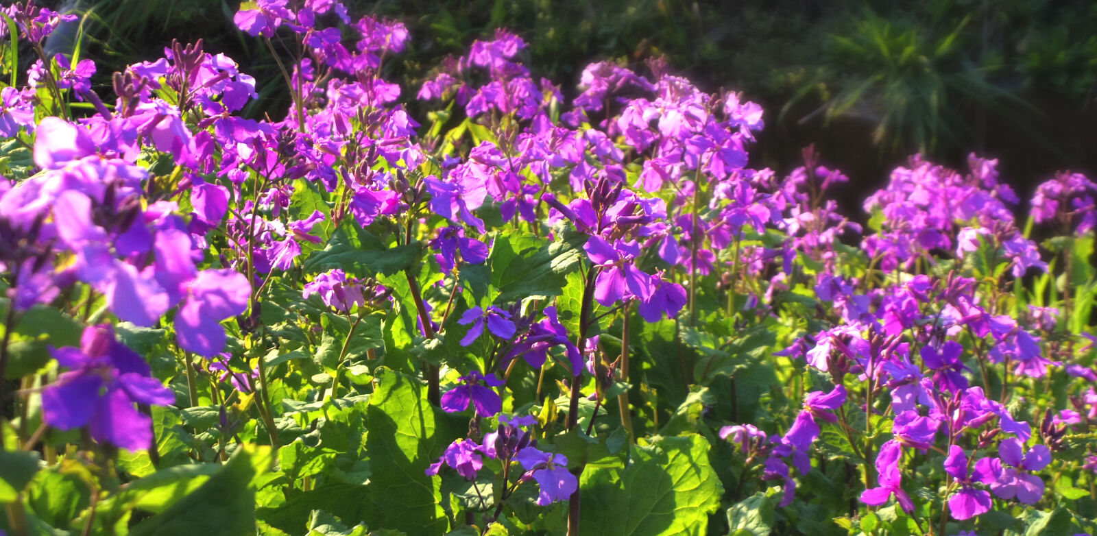 Pentax Q10 sample photo. Flower photography