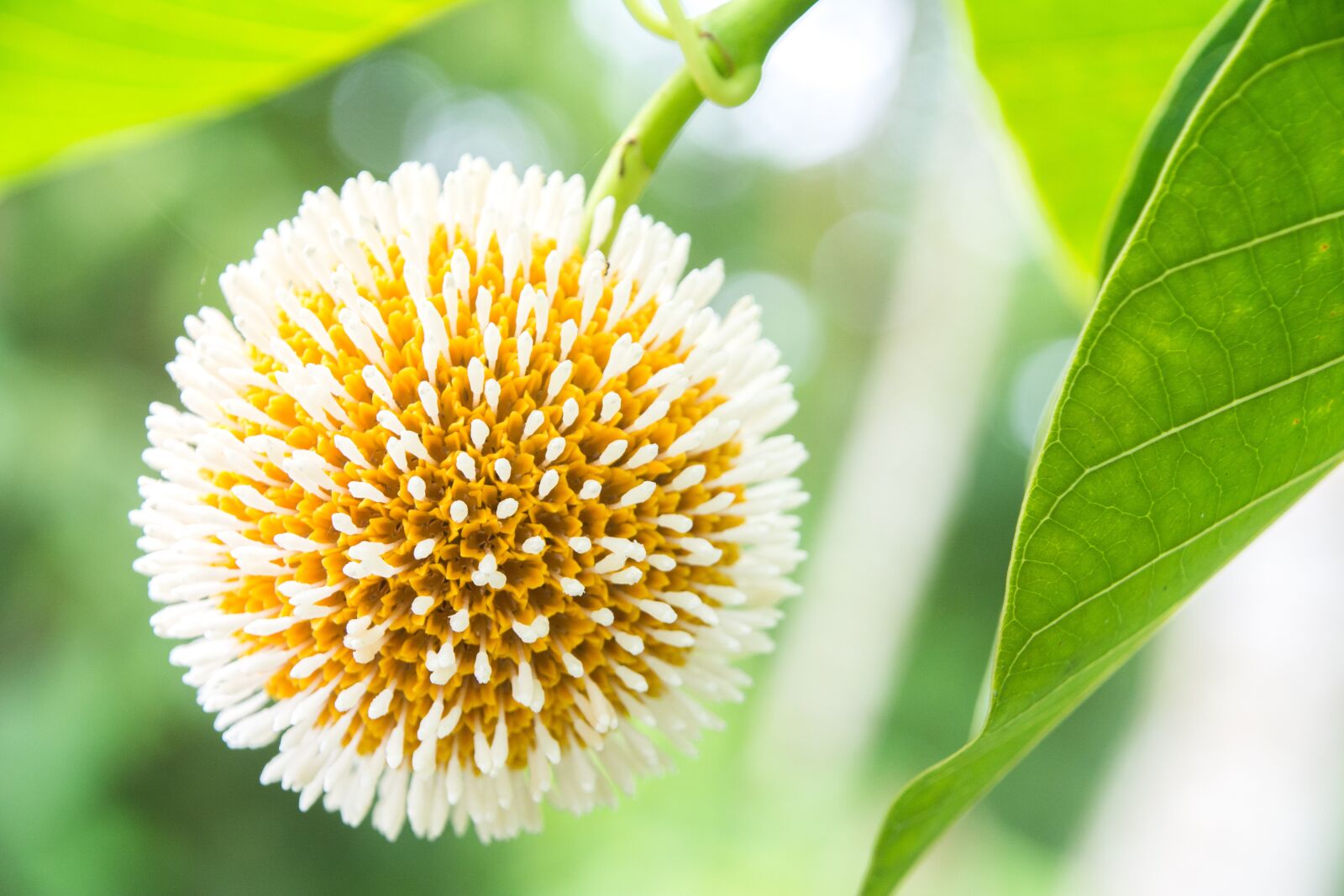 Nikon D5200 sample photo. Flower, blooming, nature photography
