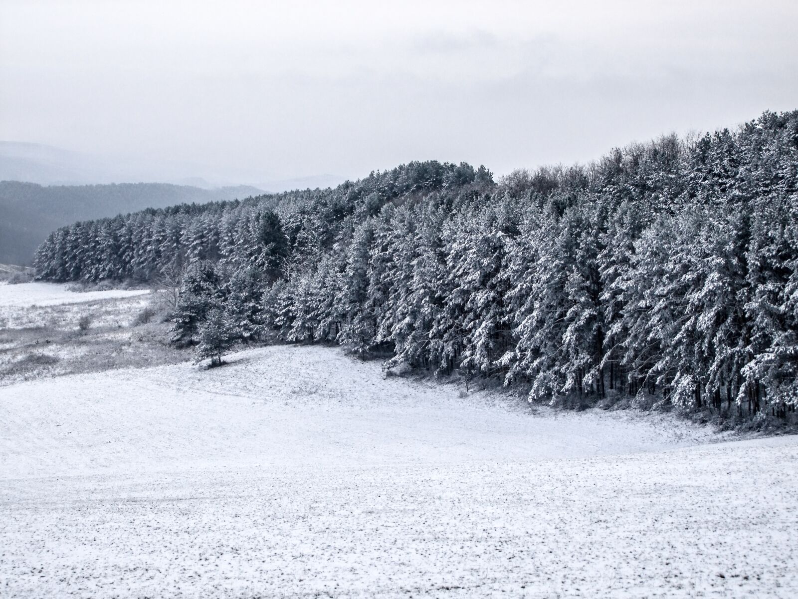 Fujifilm FinePix S100fs sample photo. Winter, forest, landscape photography