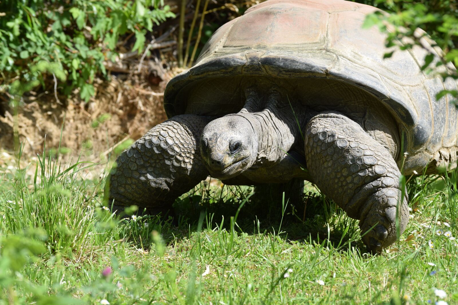 Nikon D3300 sample photo. Tortoise, turtle, armored photography