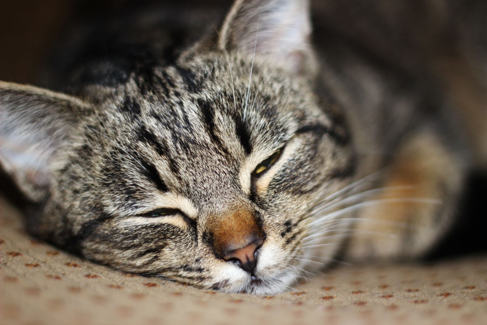 Canon EOS 600D (Rebel EOS T3i / EOS Kiss X5) + Canon EF 50mm F1.8 II sample photo. Cat, yard cat, cat photography