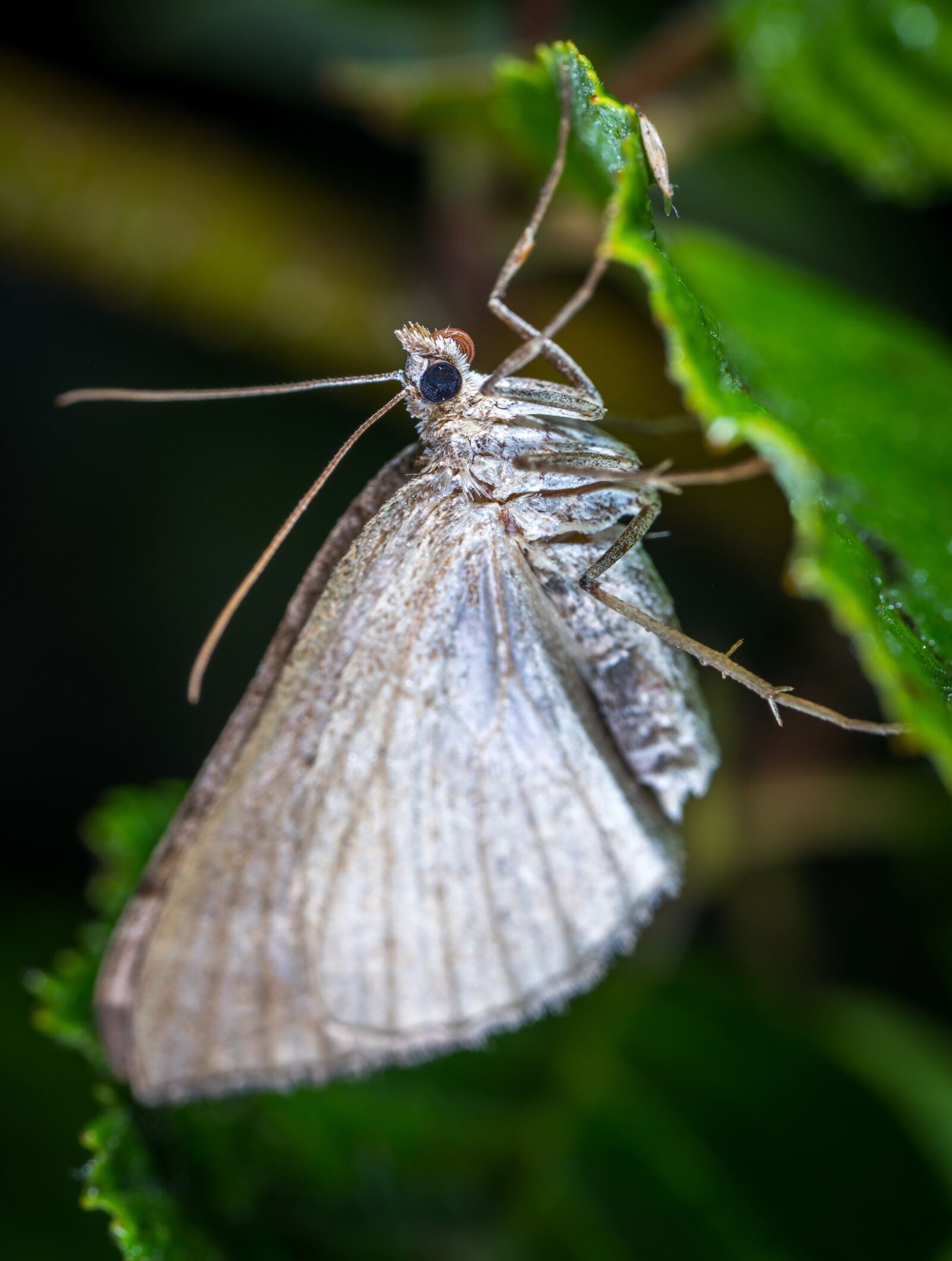 #124 65/2.8 sample photo. Insect, butterfly, nature photography
