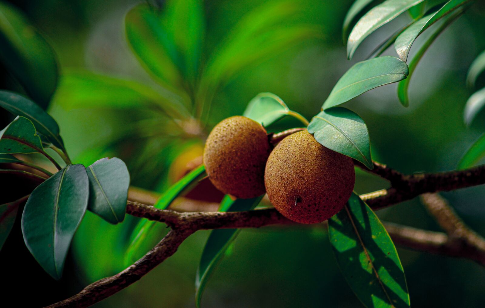 Nikon D5100 sample photo. Sapodilla, chikoo, fruits photography
