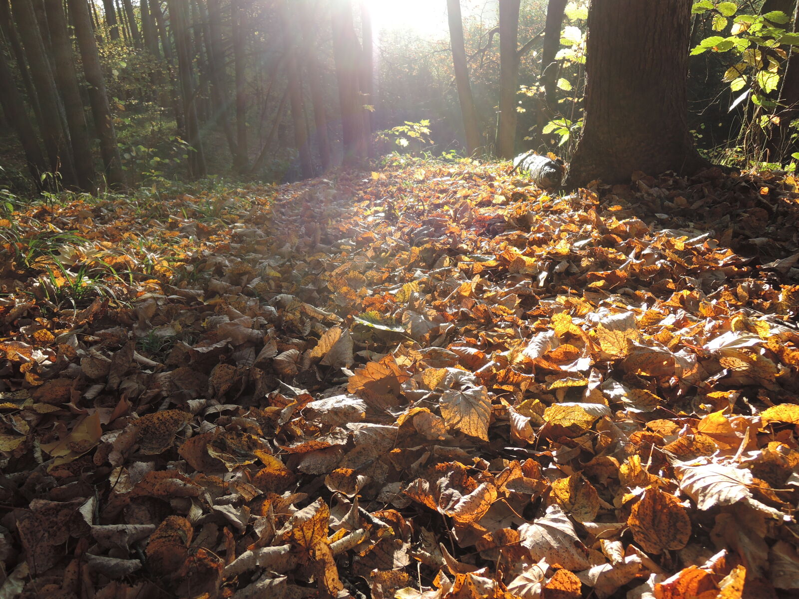 Nikon Coolpix P330 sample photo. Autumn, falled, leaves, falling photography