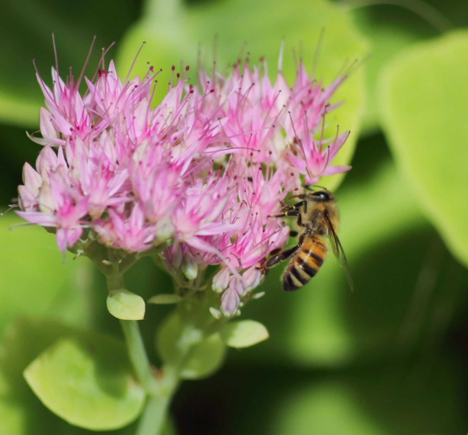 Canon EOS 7D sample photo. Flower, insect, nature photography