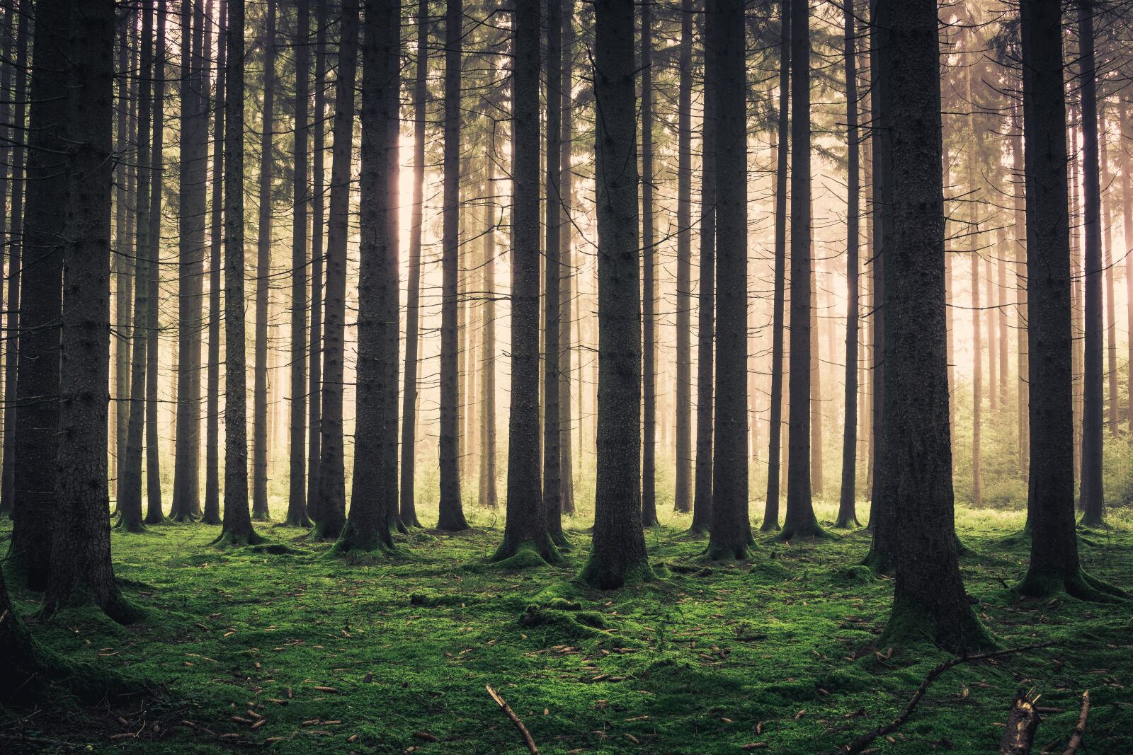 Canon EOS 80D sample photo. Forest, fog, trees photography