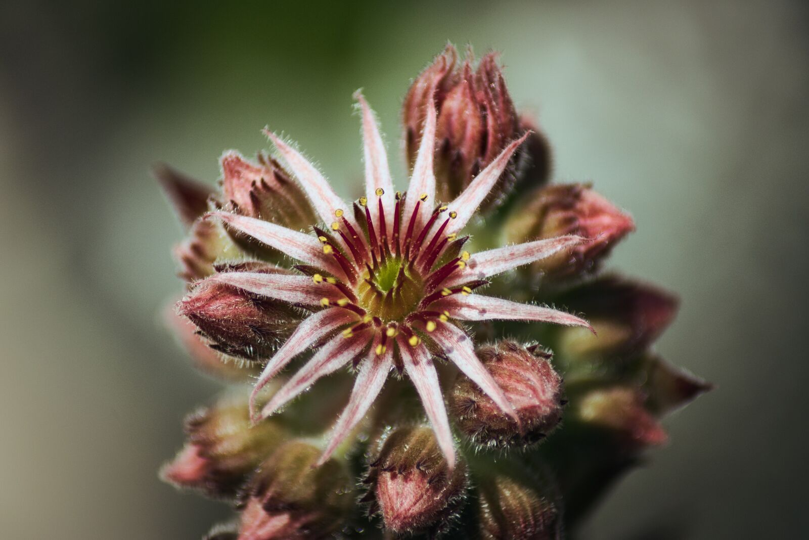 Nikon D5500 sample photo. Plant, echeveria, nature photography