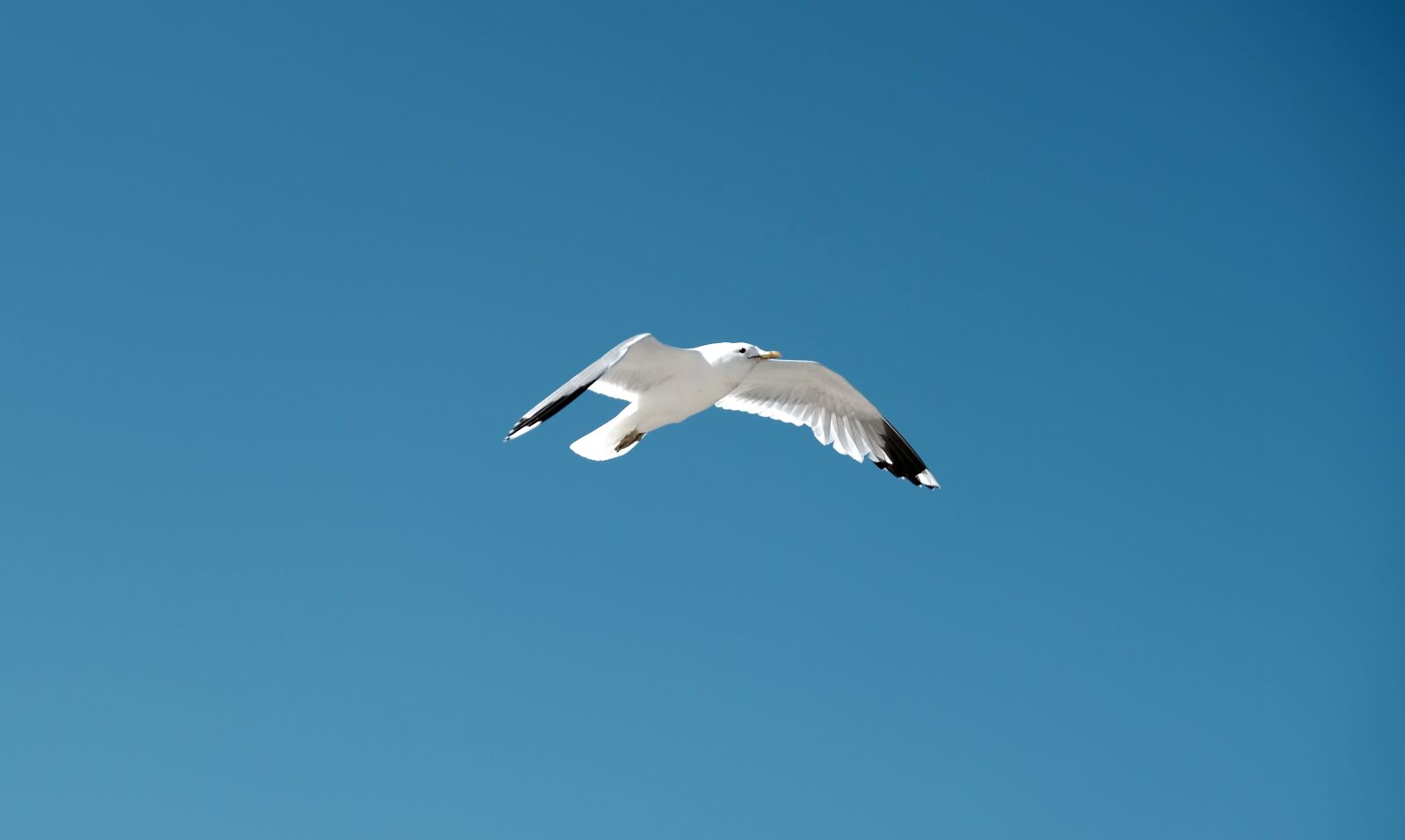 Fujifilm X-T20 sample photo. Seagull, bird, blue sky photography