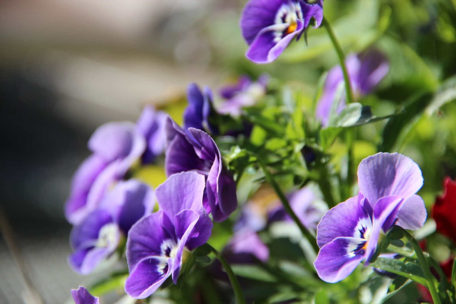 Canon EOS 600D (Rebel EOS T3i / EOS Kiss X5) sample photo. Pansy, garden, blossom photography