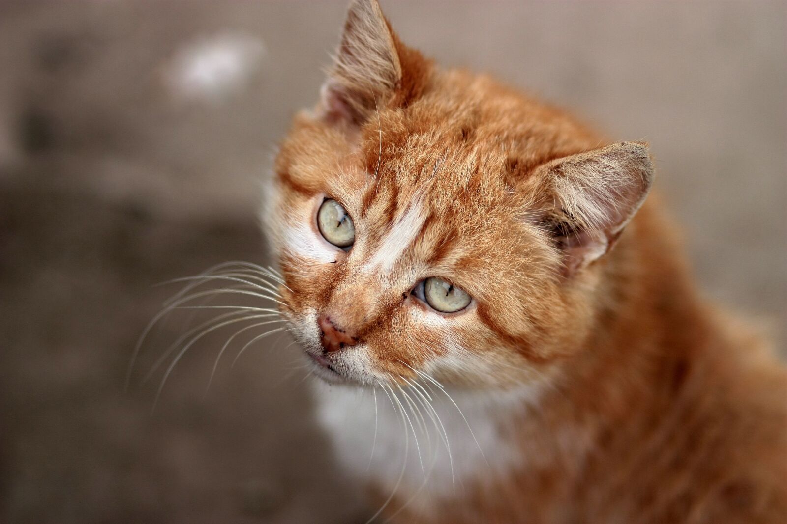 Canon EOS 450D (EOS Rebel XSi / EOS Kiss X2) sample photo. Cat, orange, portrait photography