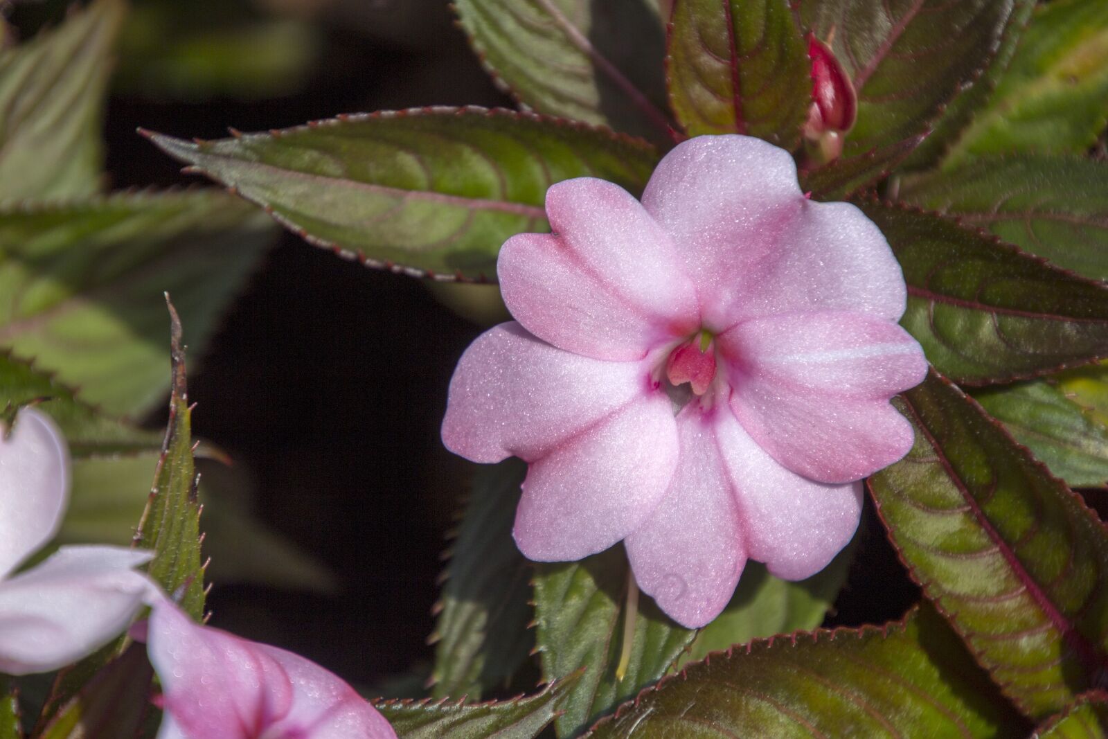Canon EOS 700D (EOS Rebel T5i / EOS Kiss X7i) sample photo. Exotic flower, garden, flowers photography