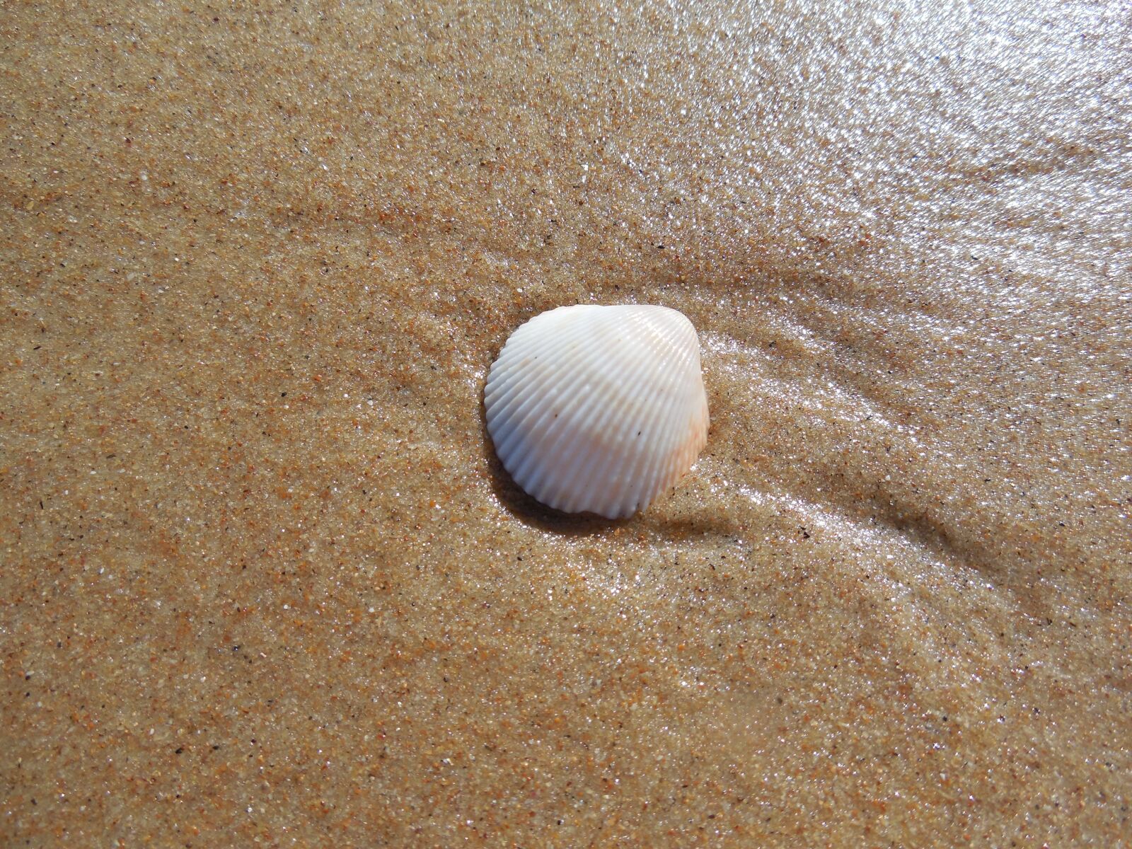 Nikon Coolpix L610 sample photo. The shell, shell, beach photography