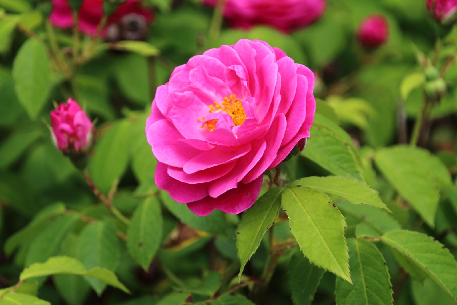 Canon EOS 650D (EOS Rebel T4i / EOS Kiss X6i) sample photo. Pink, flower, pink rose photography