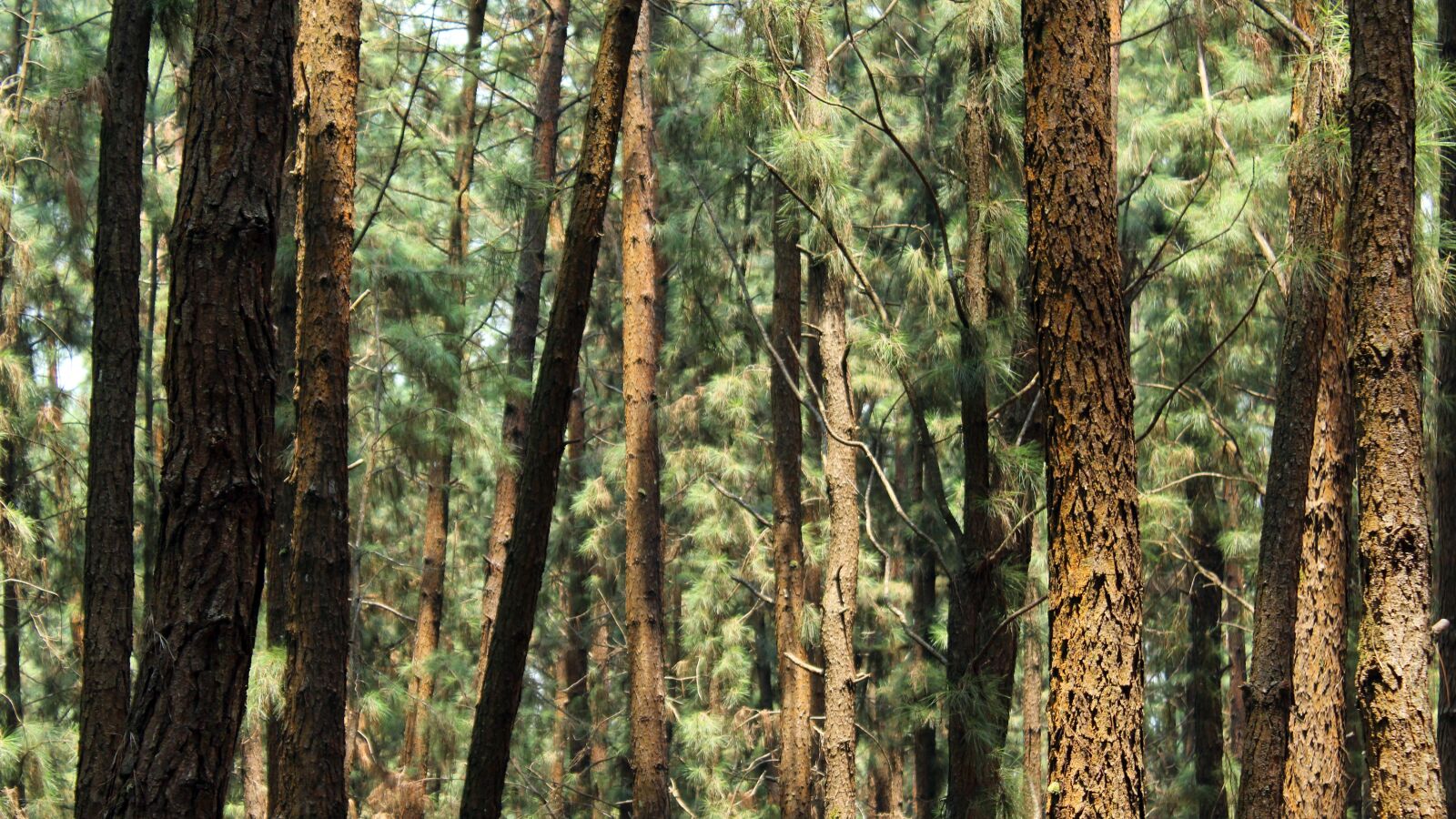 Canon EOS 1300D (EOS Rebel T6 / EOS Kiss X80) sample photo. Wood, tree, nature photography