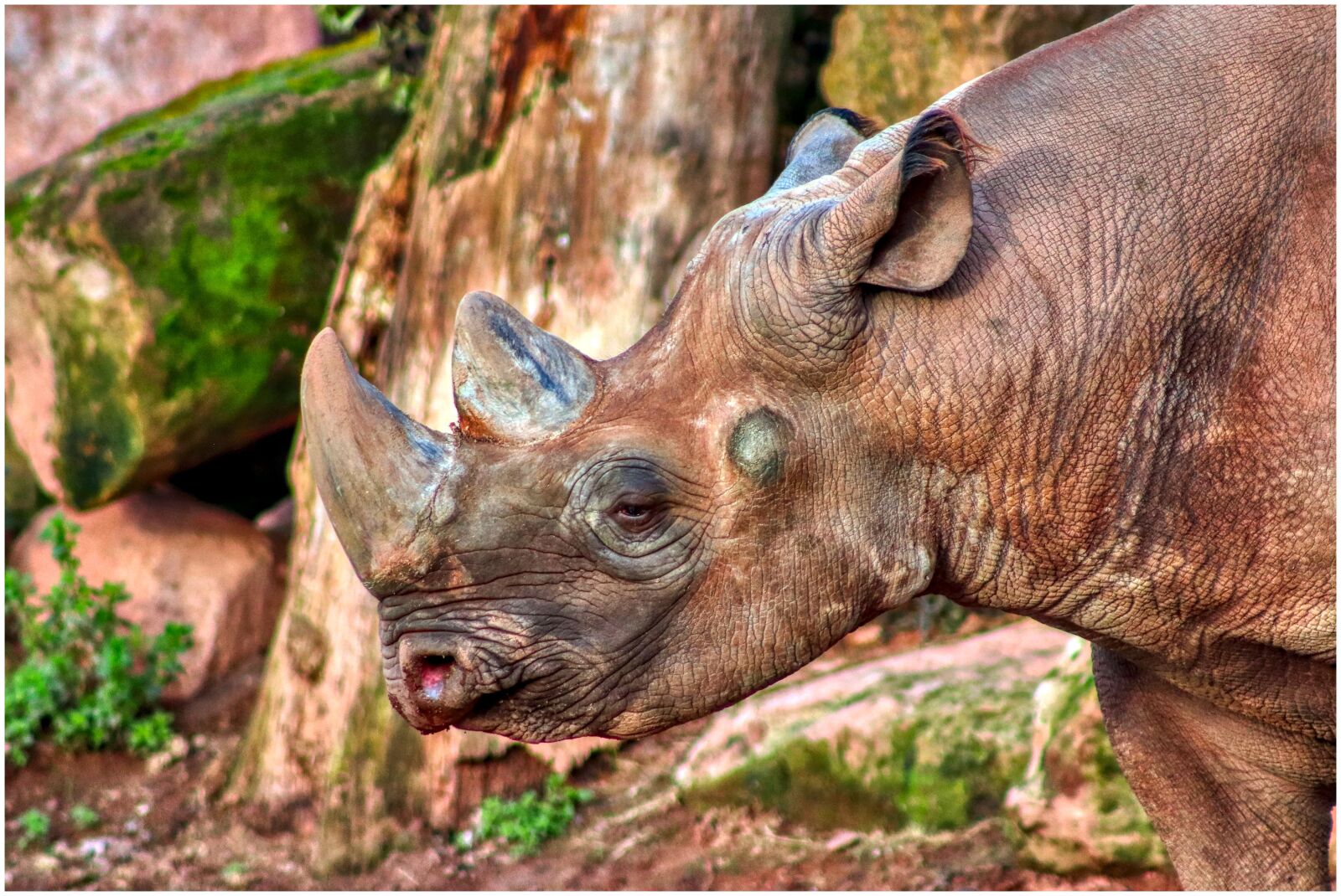 Canon EF75-300mm f/4-5.6 sample photo. Rhino, horn, pachyderm photography