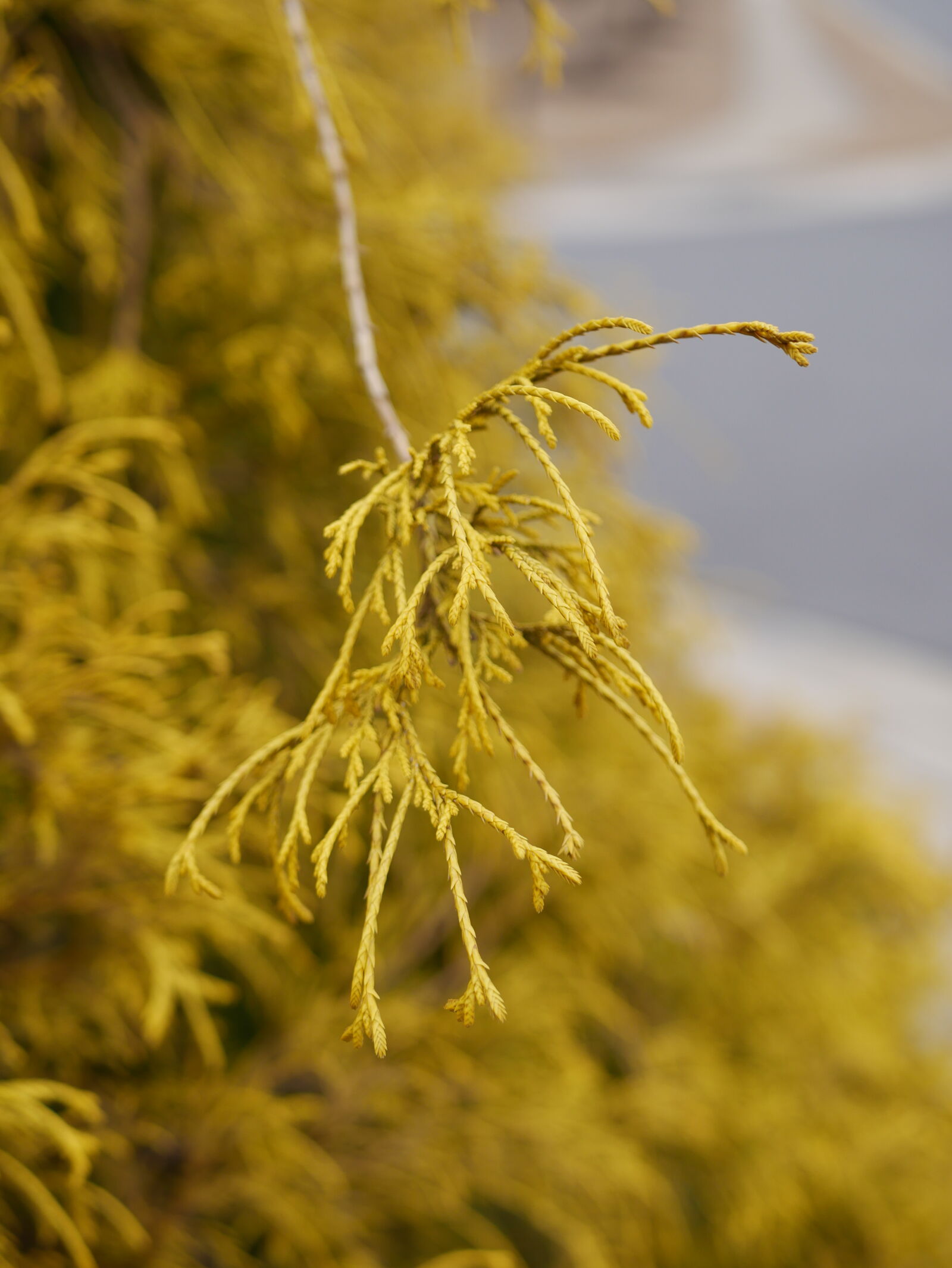Panasonic Lumix DMC-G7 + Panasonic Lumix G 25mm F1.7 ASPH sample photo