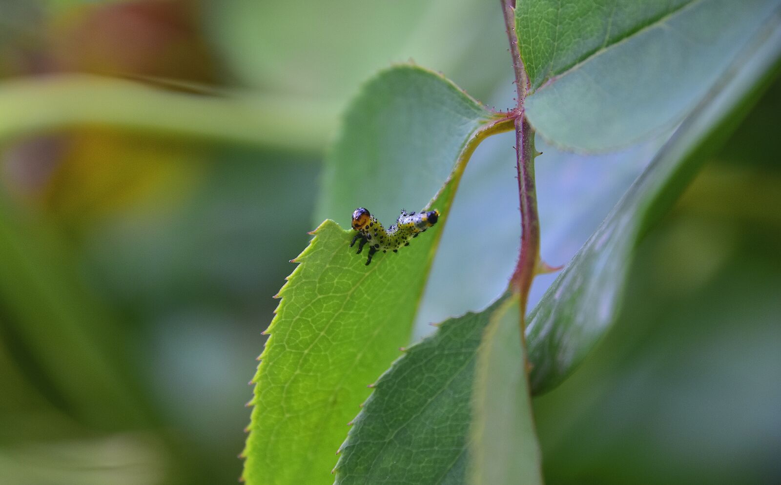 Nikon D7200 sample photo. Leaves, thorns, caterpillars photography