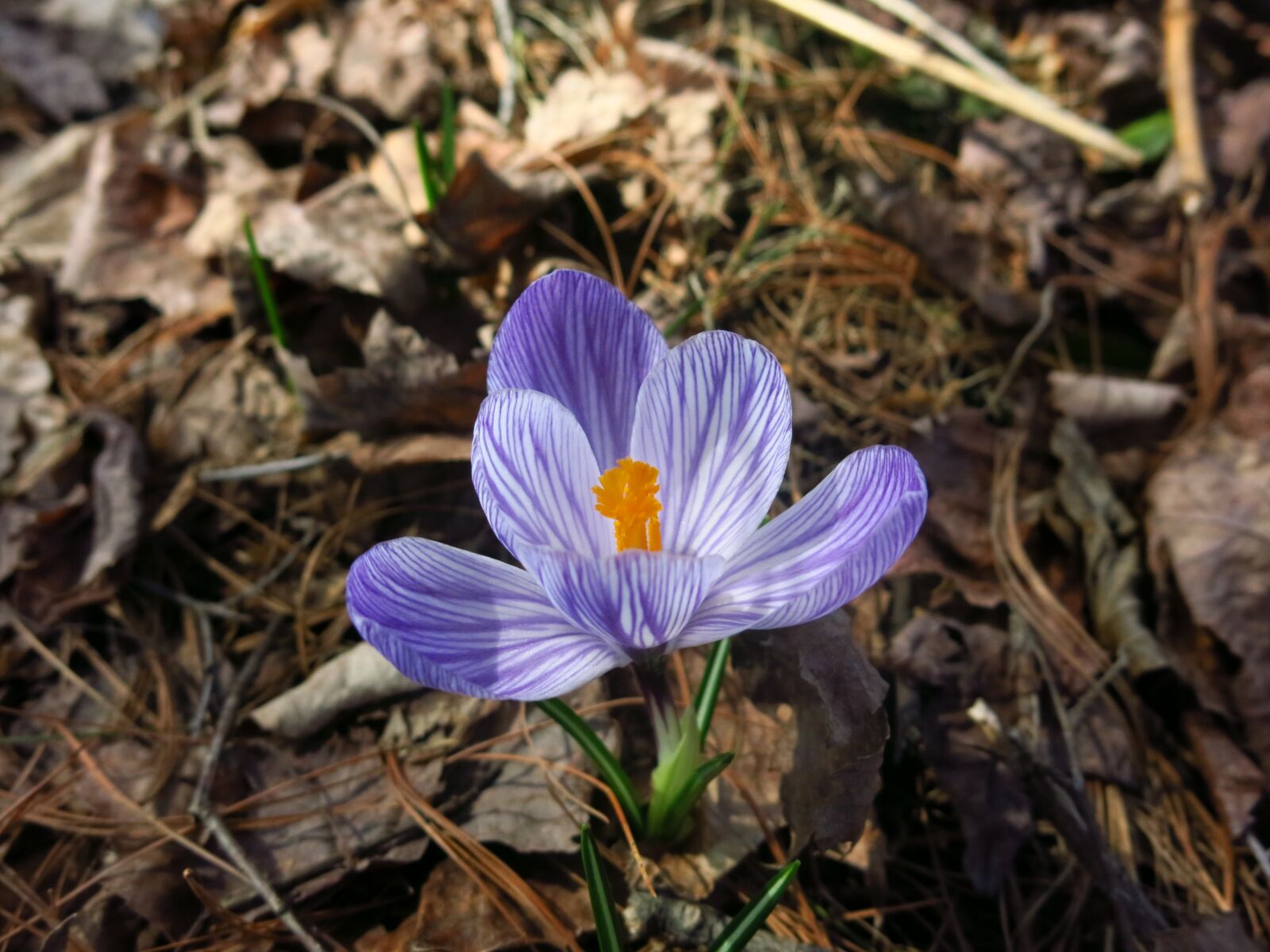 Canon PowerShot G15 sample photo. Crocus, spring, flower photography