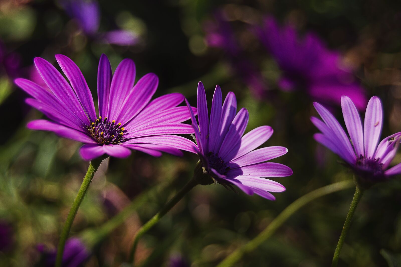 Nikon D3200 sample photo. Daisy, purple daisy, violet photography