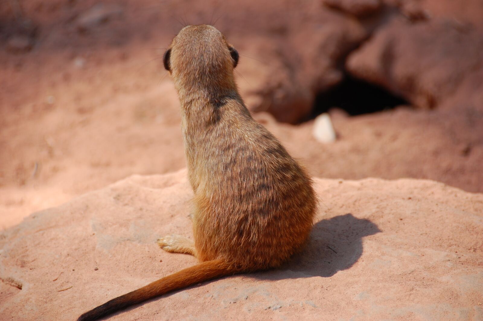 Nikon D40 sample photo. Meerkat, animal, zoo photography
