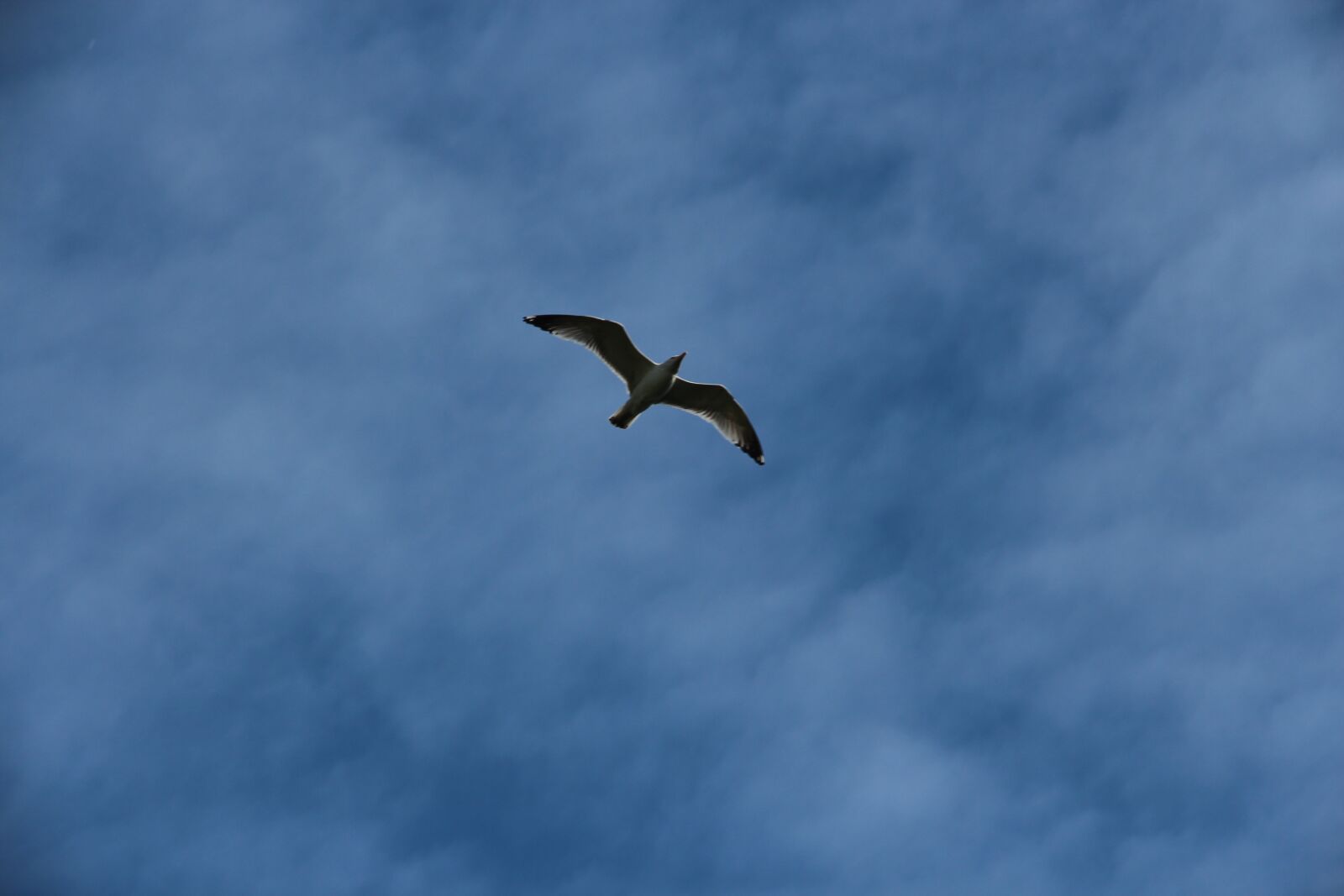 Canon EOS 650D (EOS Rebel T4i / EOS Kiss X6i) sample photo. Kittiwake, rissa tridactyla, bird photography