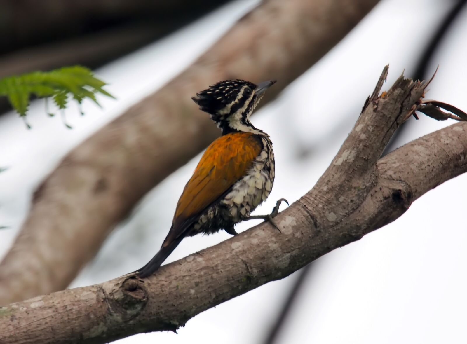 Olympus OM-D E-M1 sample photo. Black-rumped flameback-woodpecker, female, wild photography